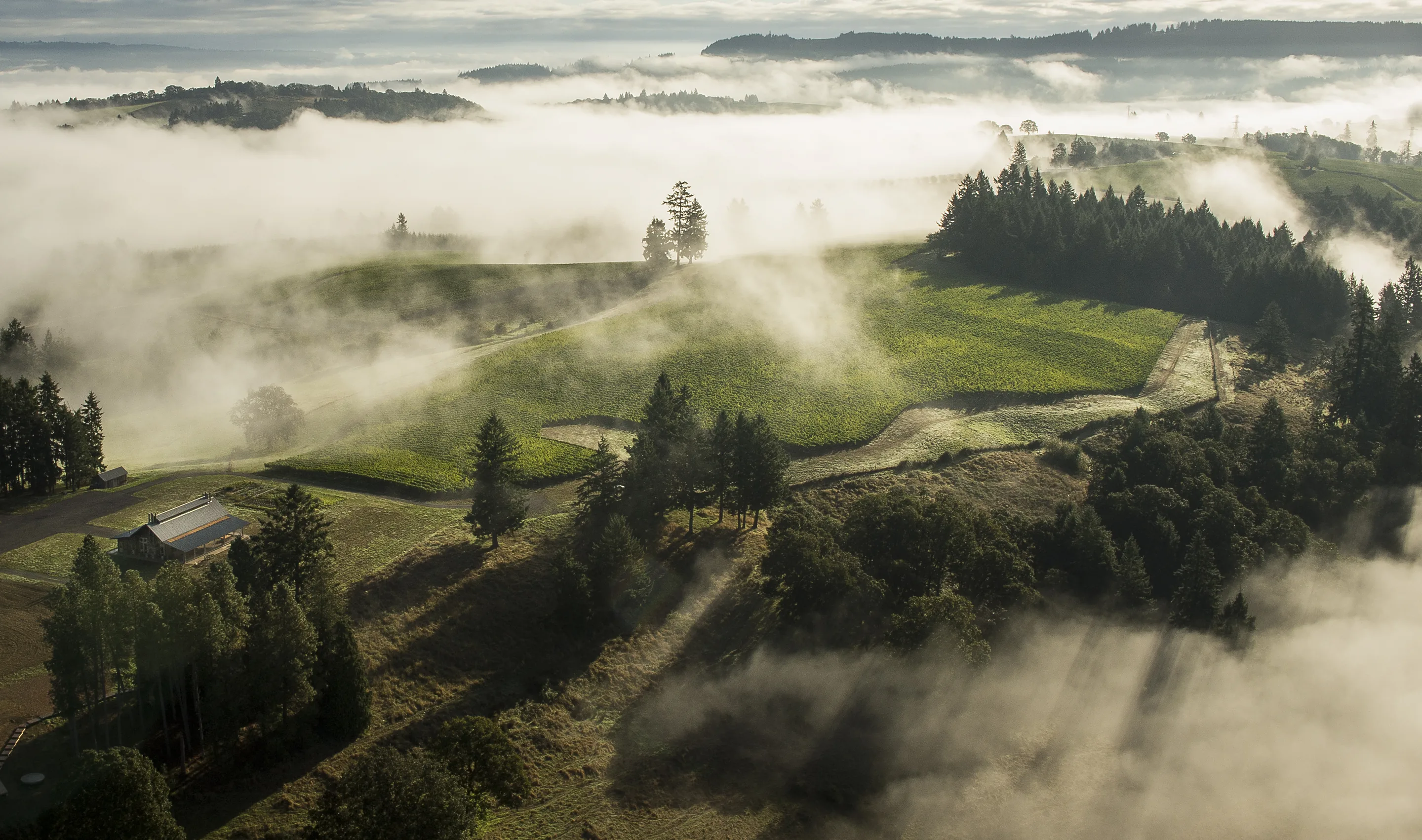 Aerial view of fog drifting between wooded hills, with a green vineyard slope in the middle and a farm building among trees