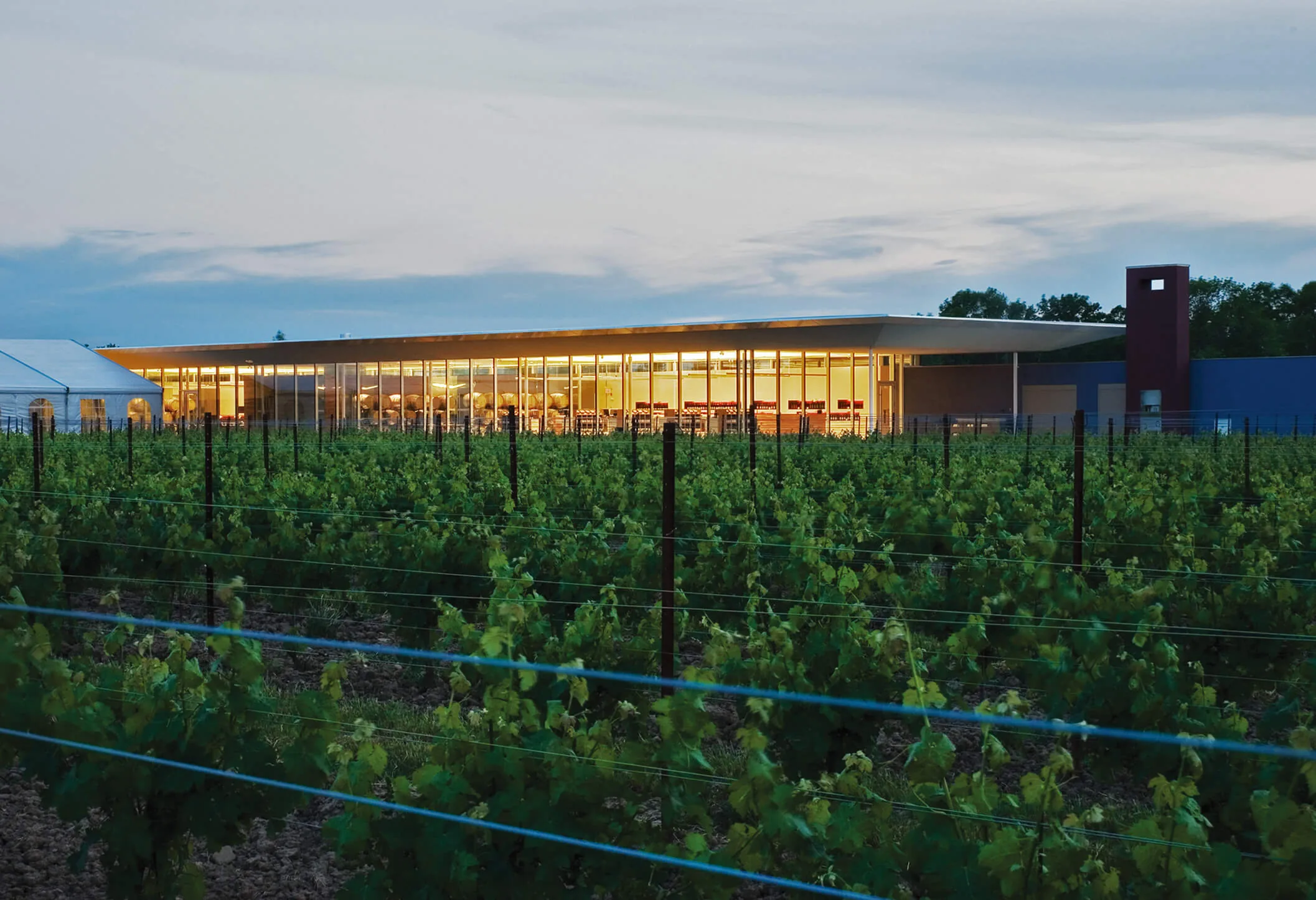 A lit glass-walled building at dusk behind rows of young vines on wires, with a white marquee at the left