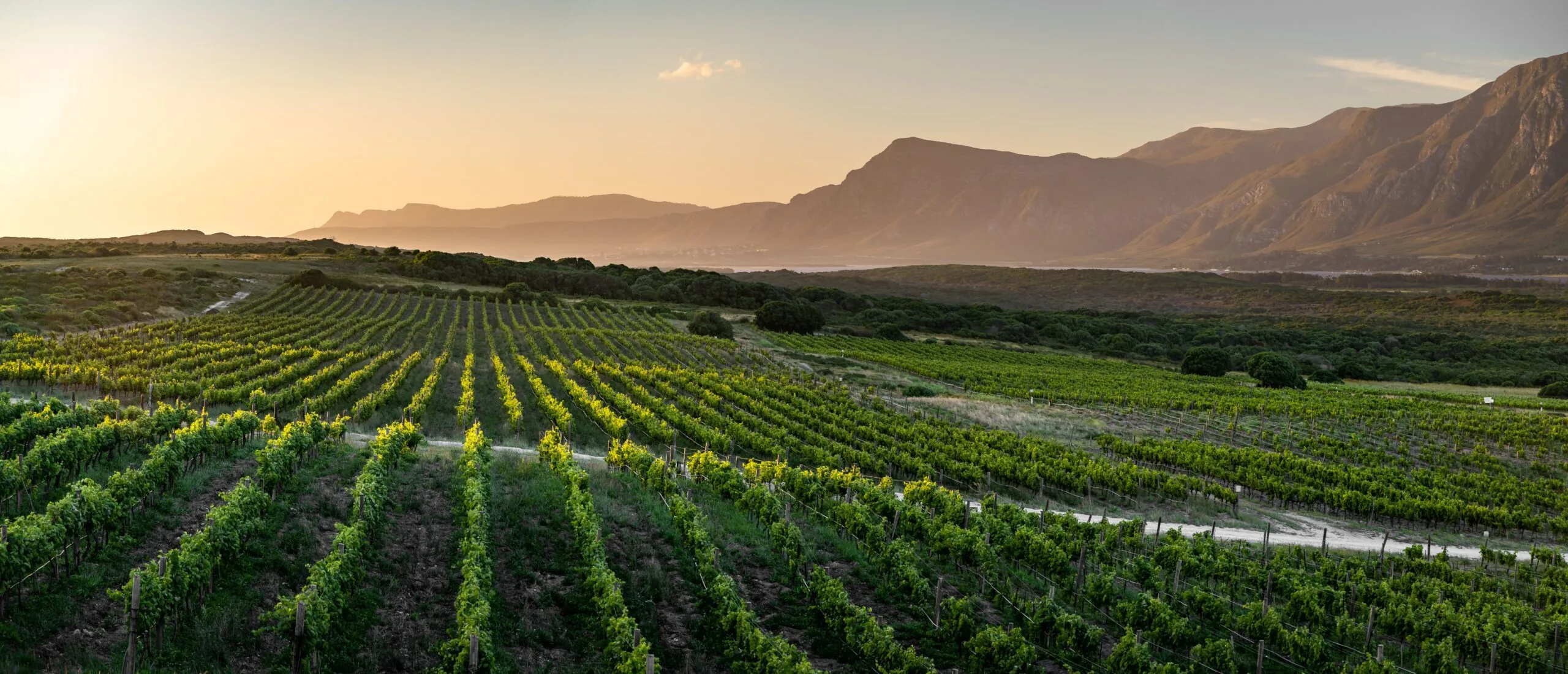 Vineyard rows in low golden light, with a wooded plain, a lagoon and mountains behind