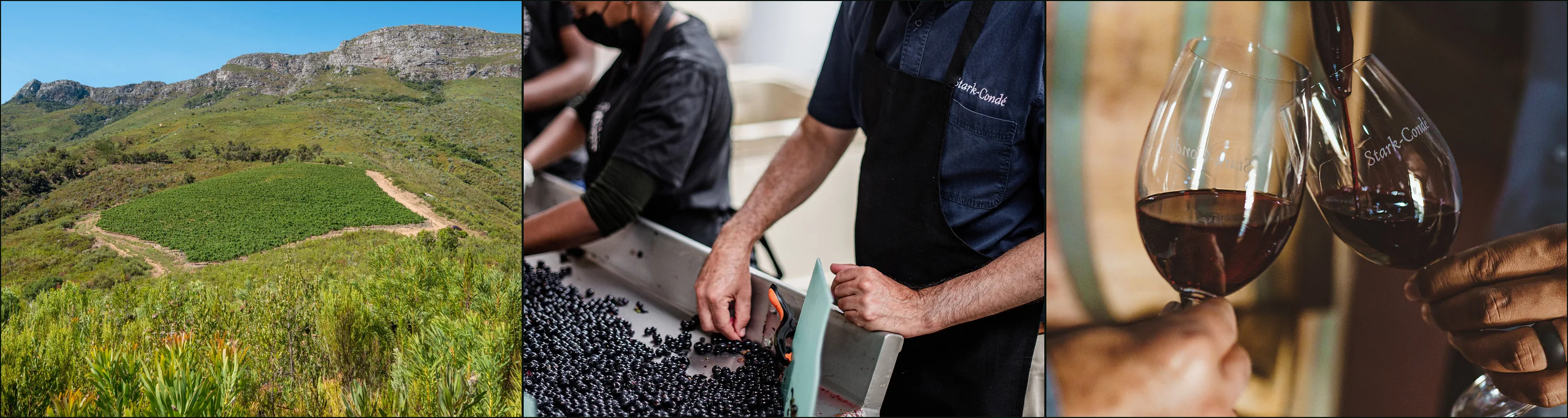 Three photographs at Stark-Condé: a vine block among wild scrub below a rocky ridge, hands sorting dark grapes, red wine poured into two glasses