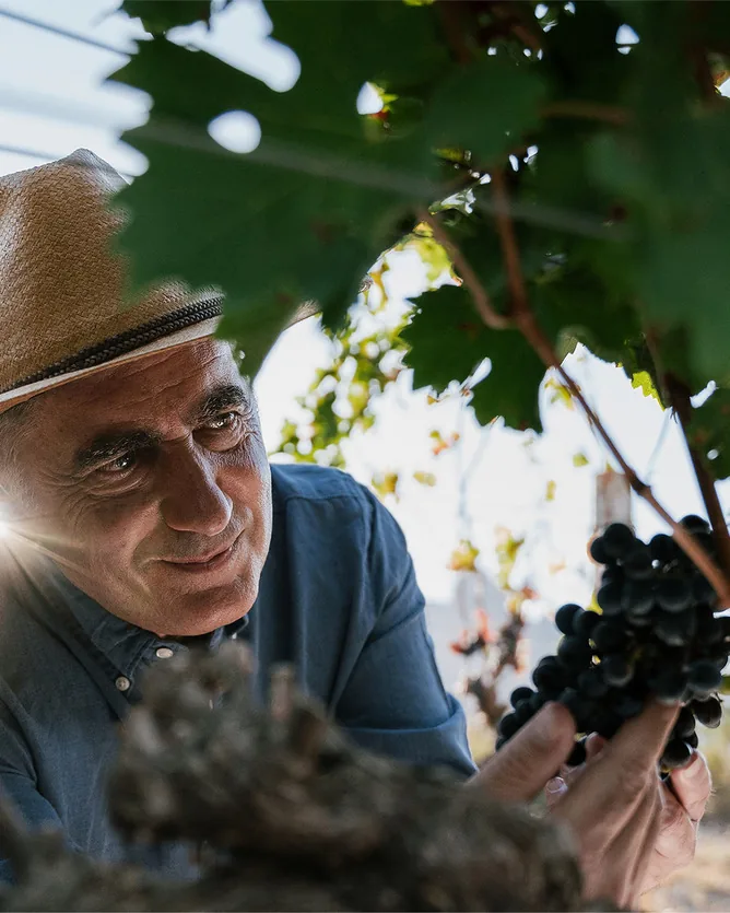 Stark-Condé &mdash; verified Wine producer