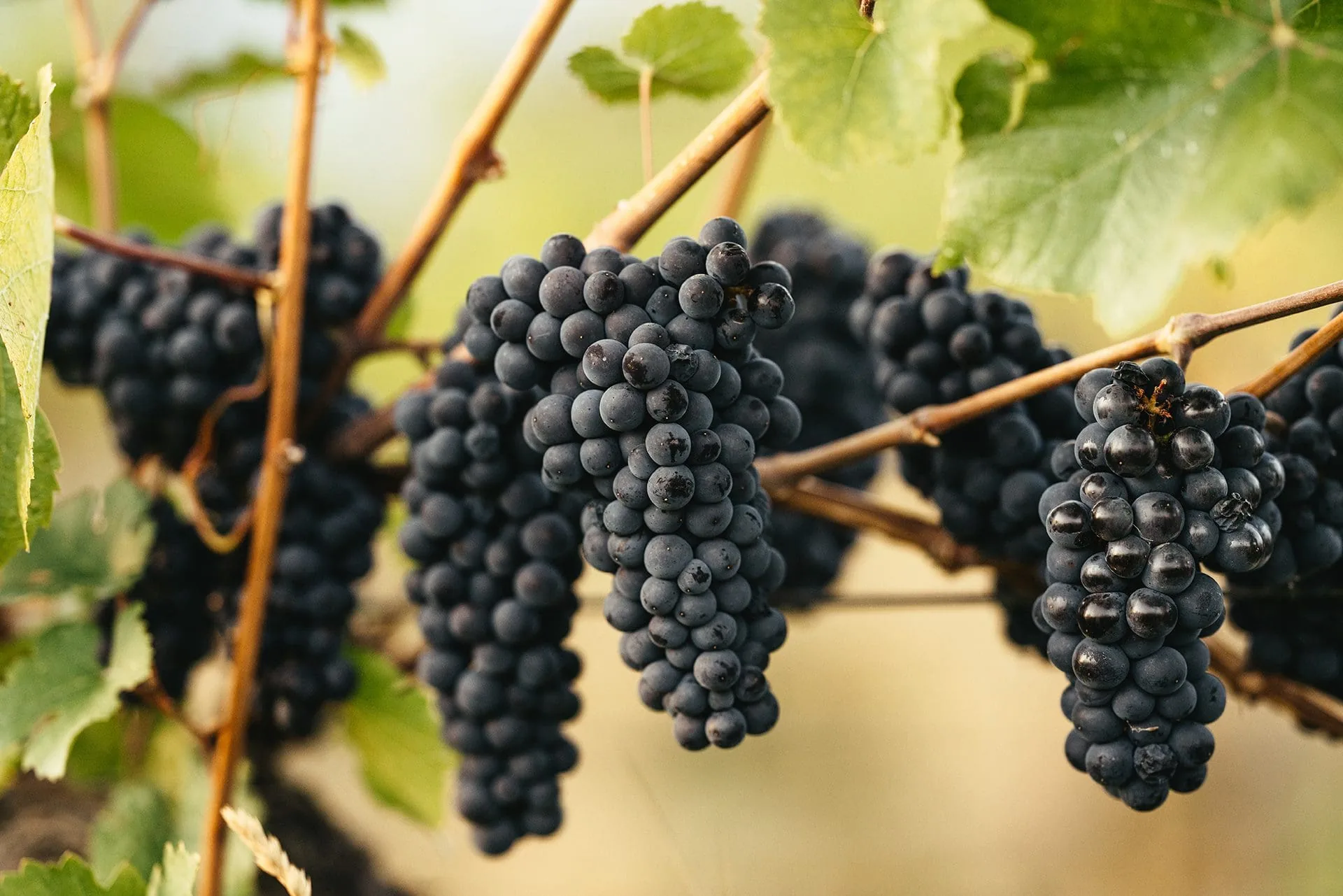 Close-up of clusters of dark blue grapes hanging on a vine among green leaves, with a soft blurred background