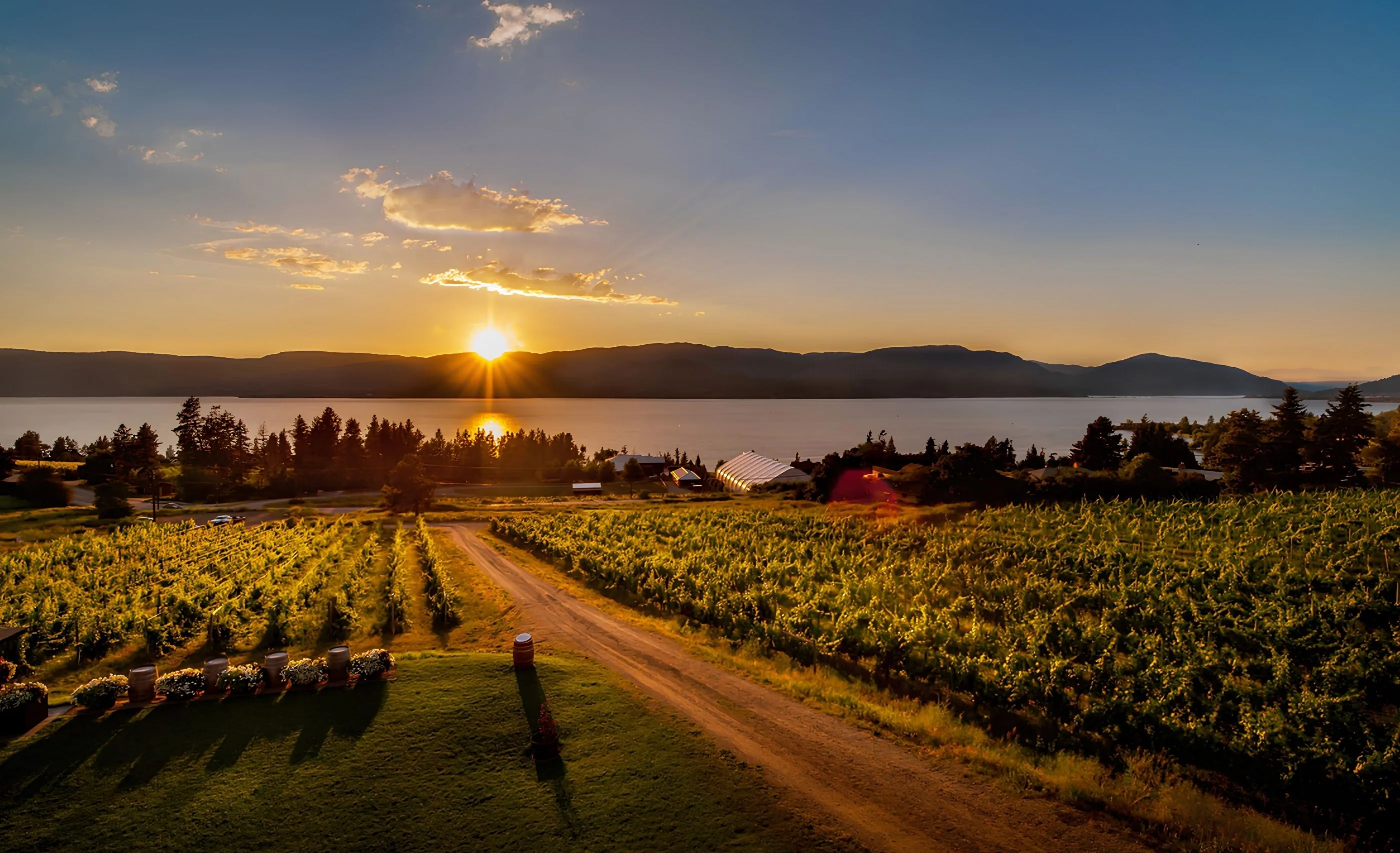 Sun setting over a wide lake and dark hills, with vineyard rows beside a dirt track and flower-topped barrels on a lawn