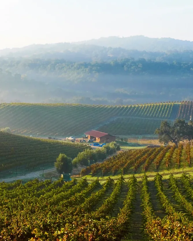 Tablas Creek Vineyard