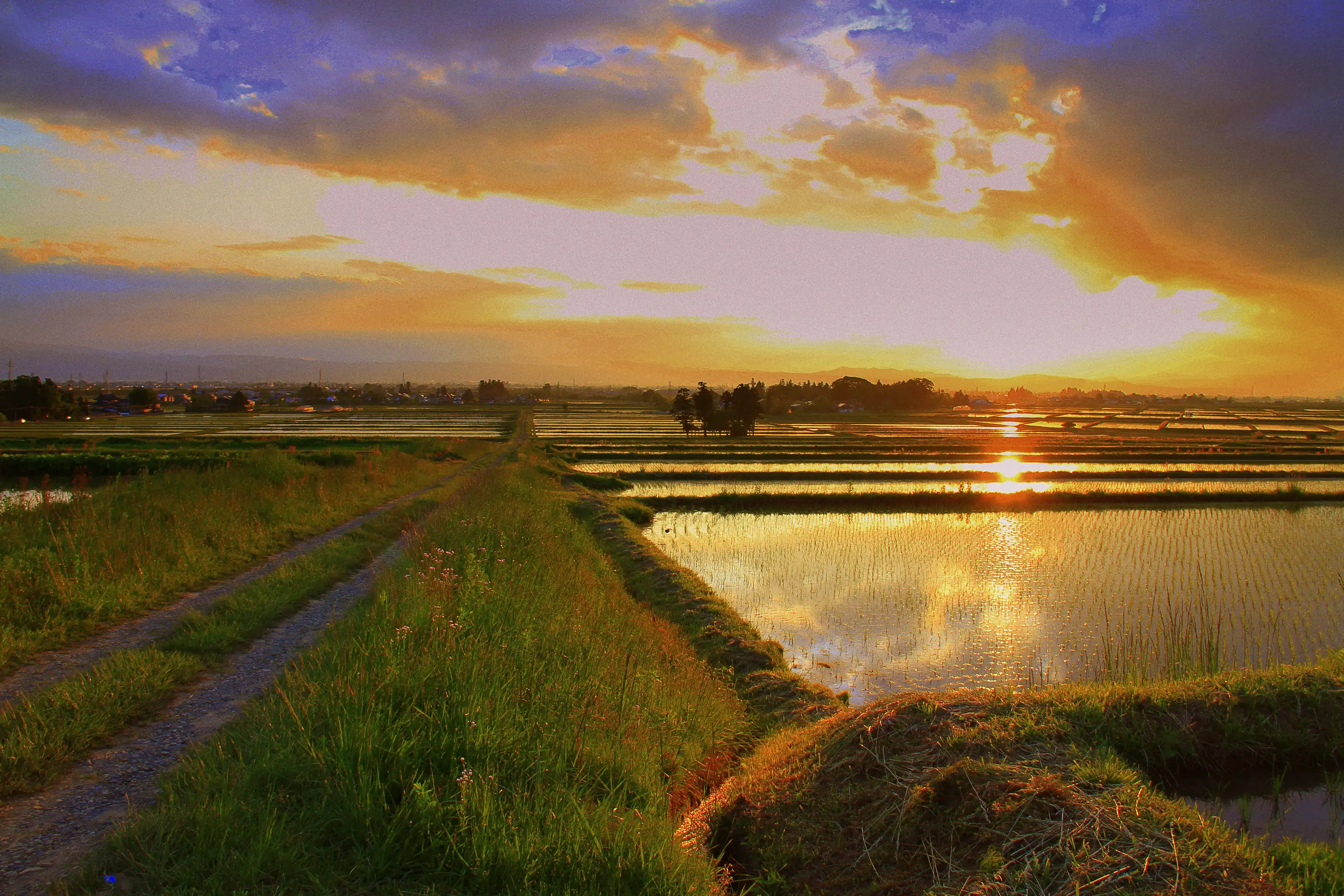 Flooded rice paddies reflecting a sunset, with a grassy farm track and a distant treeline, in the Aizu basin, Fukushima