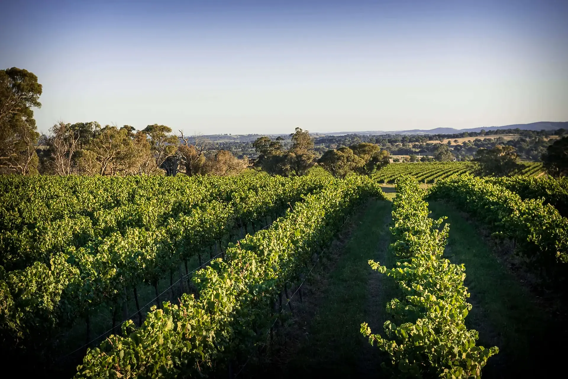 Green vine rows in evening light, with gum trees at the left and a wide plain and low hills in the distance