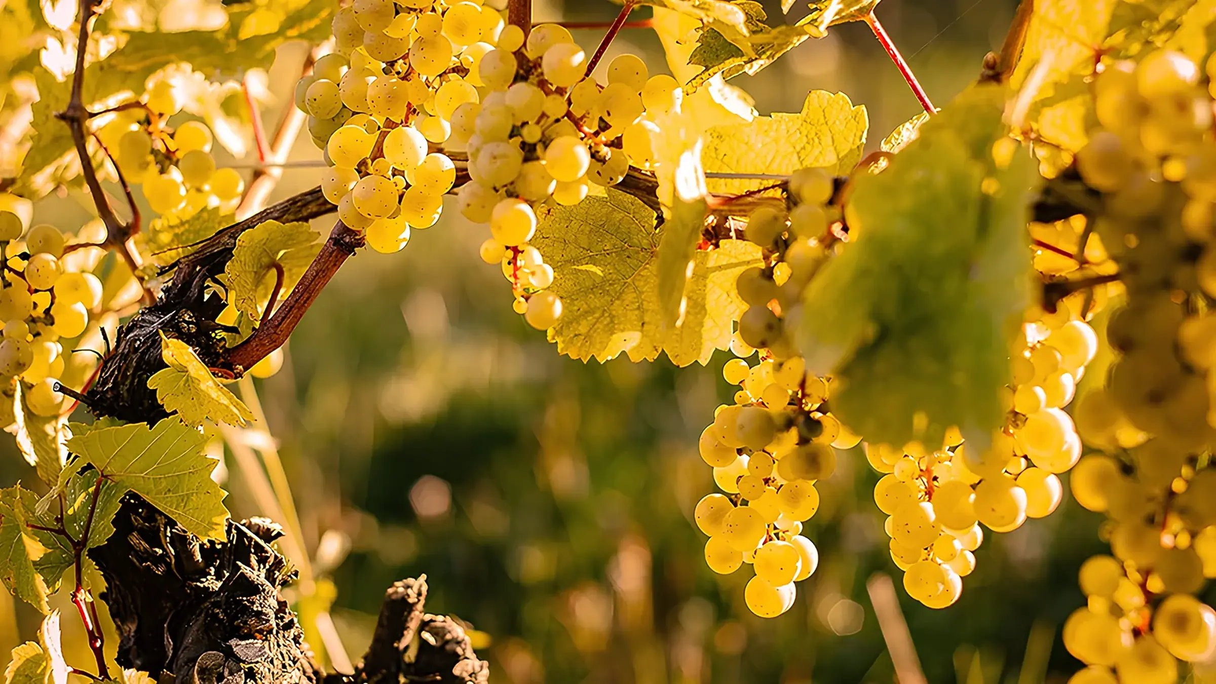Close-up of bunches of pale golden grapes backlit on the vine, with an old gnarled trunk at left and a blurred green background