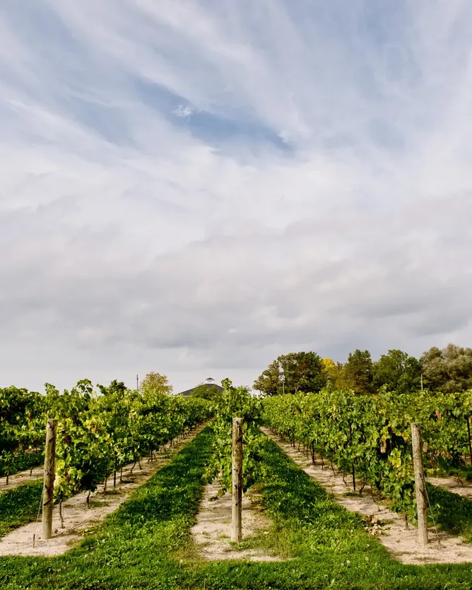 Tawse Winery &mdash; verified Wine producer