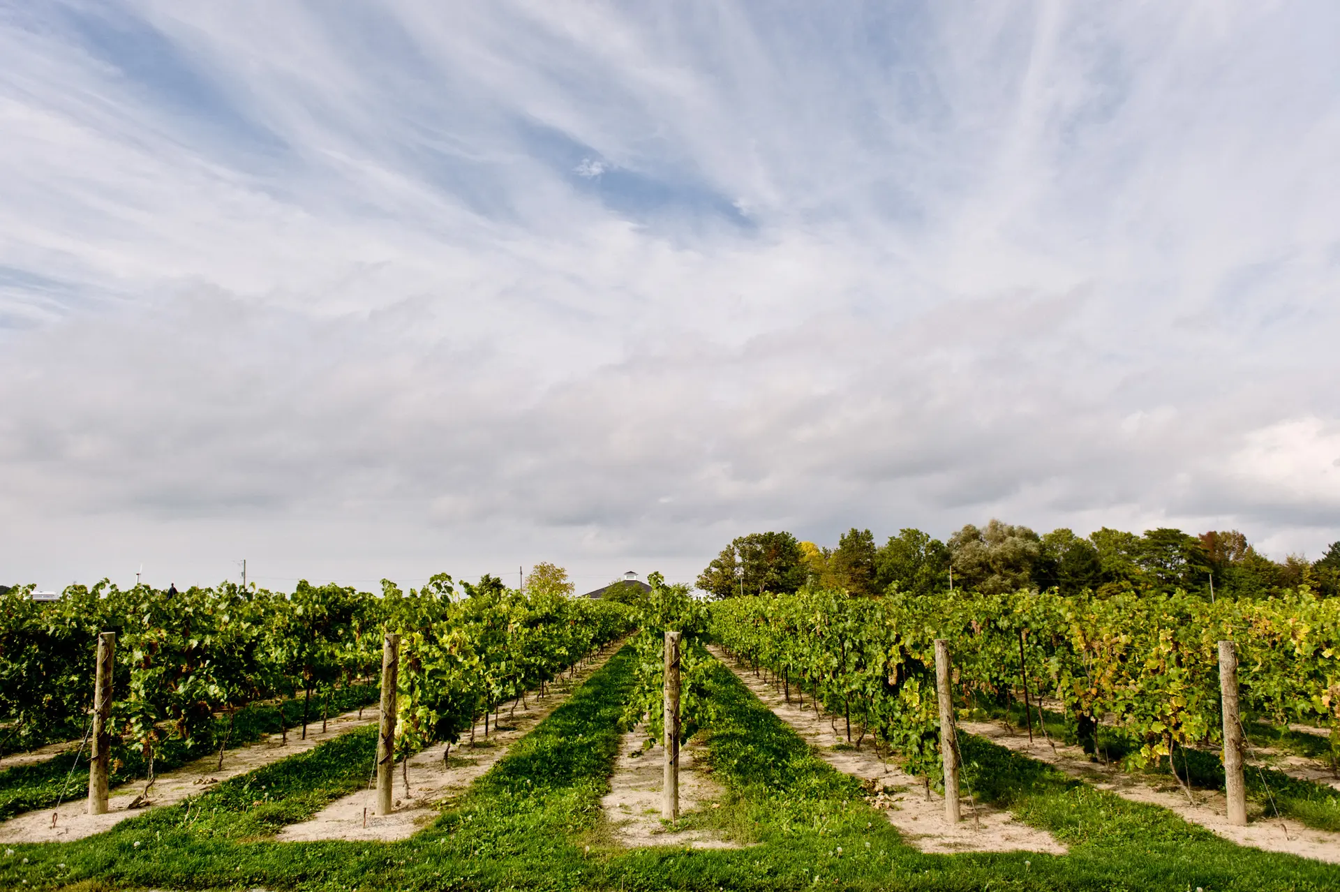 Vine rows on wooden posts with grass between and sandy strips beneath, trees on the horizon under a wide, streaked sky