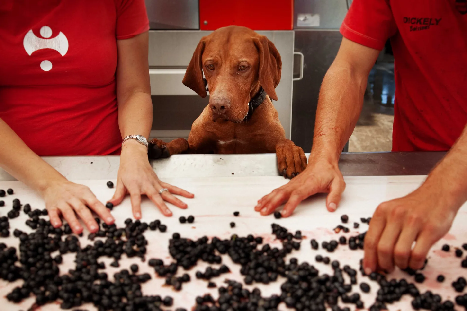 A red-brown dog rests its paws on a sorting table, watching two pairs of hands sort dark grapes, at Te Whare Ra