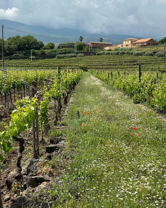 Tenuta delle Terre Nere