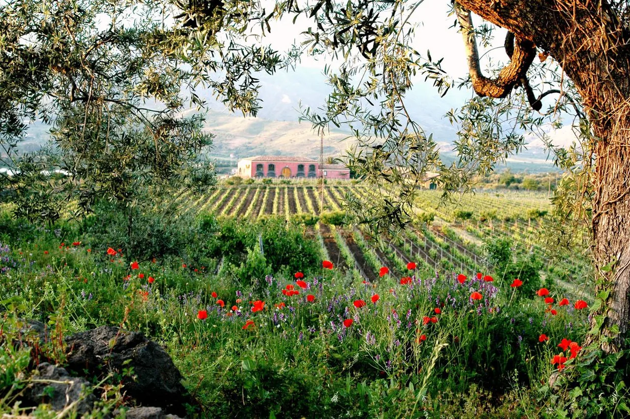 Tenuta delle Terre Nere