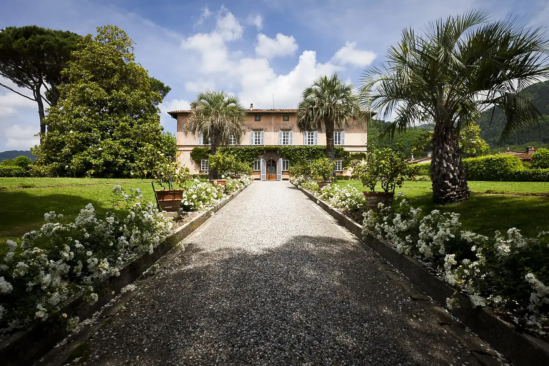 A two-storey villa with pale shutters at the end of a gravel drive lined with white flowers, palms and potted citrus trees