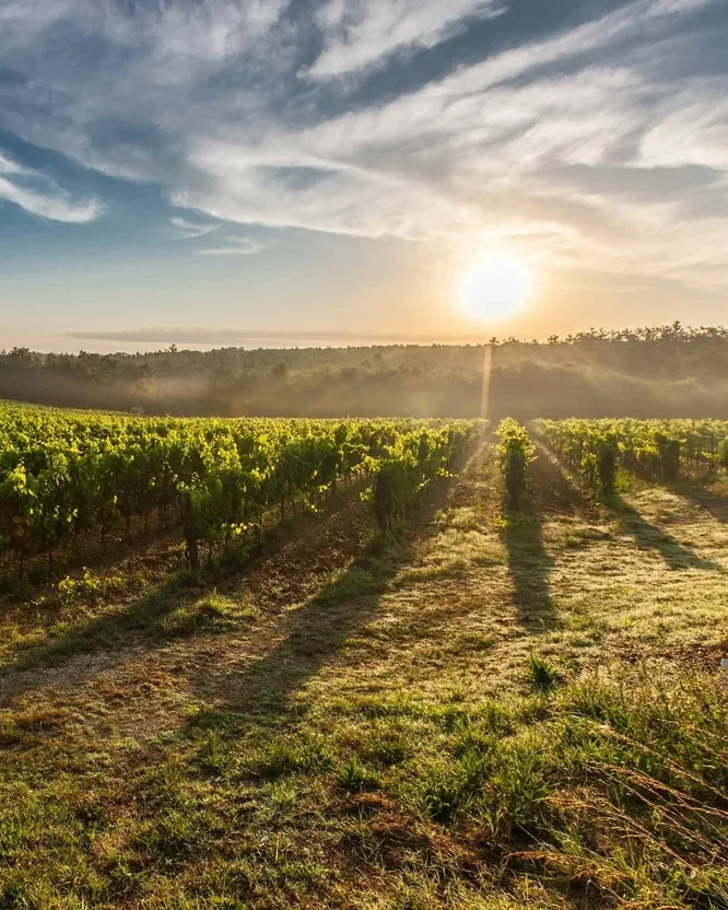Tenuta di Valgiano &mdash; verified Wine producer