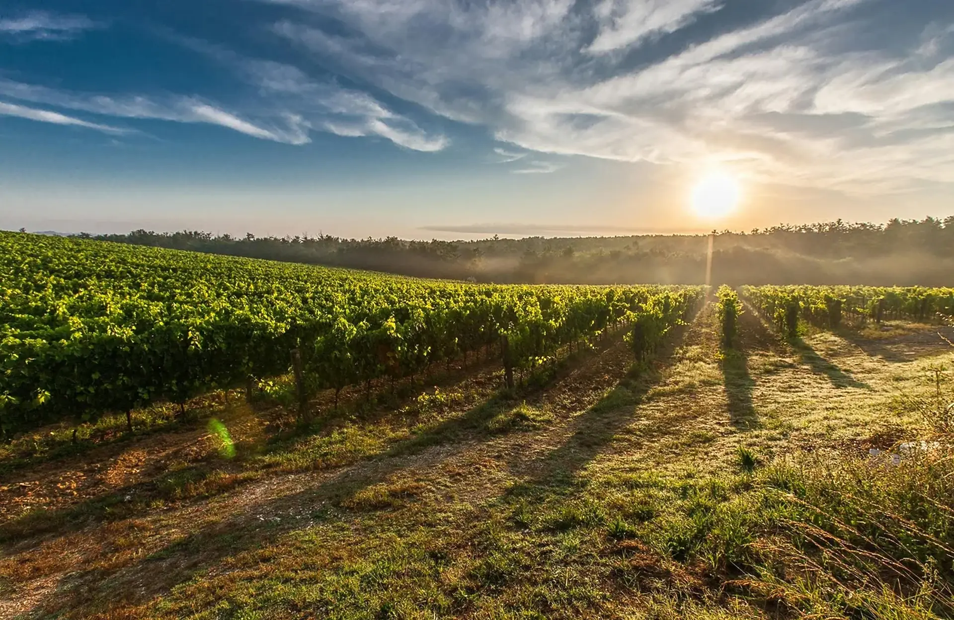 Green vine rows on a gentle slope in low sun, with shadows across a grassy track and mist over a distant line of trees