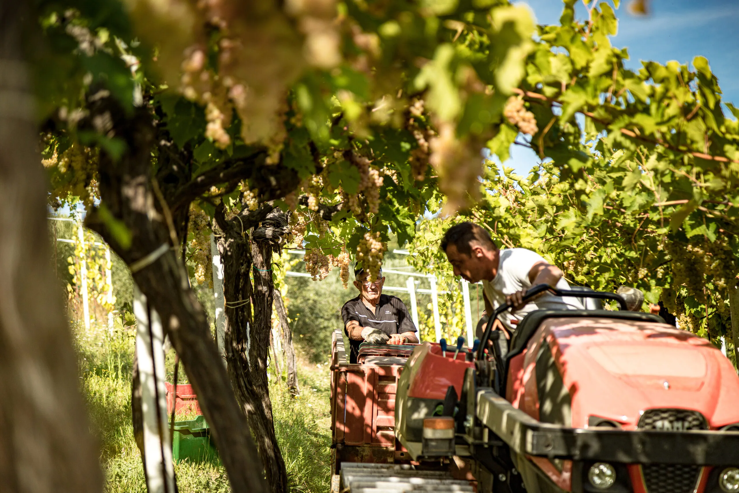 Two men harvesting among overhead-trained vines hung with pale grapes, one driving a small red tractor towing crates