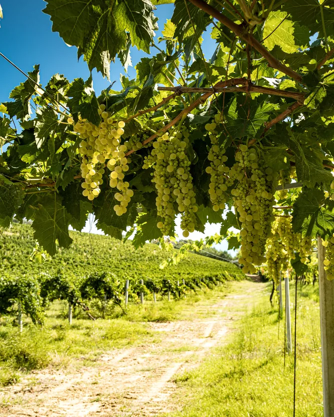 Tenuta Terraviva &mdash; verified Wine producer