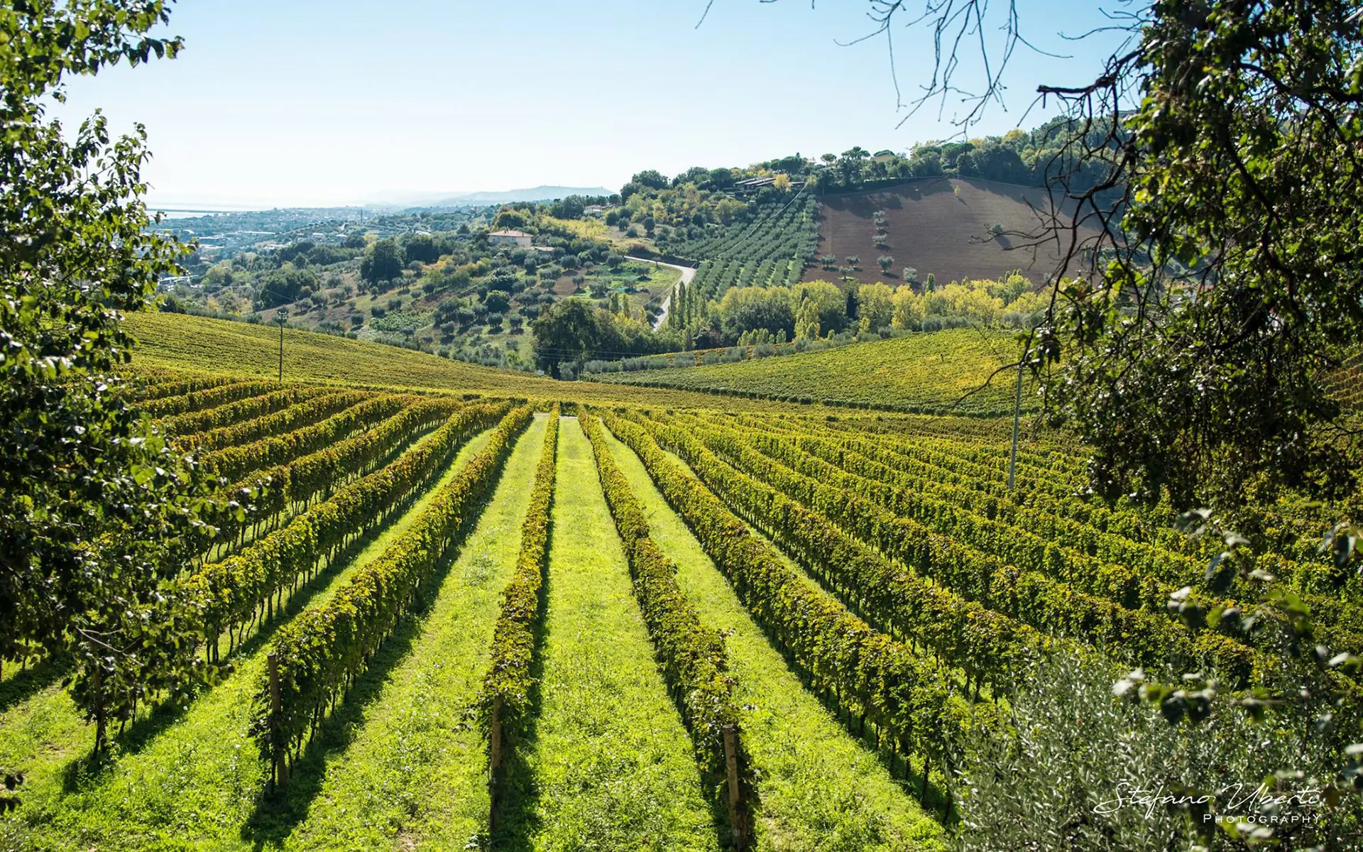 Vine rows with grass between them on a slope, olive groves and a ploughed field on the hills beyond, a hazy horizon at left