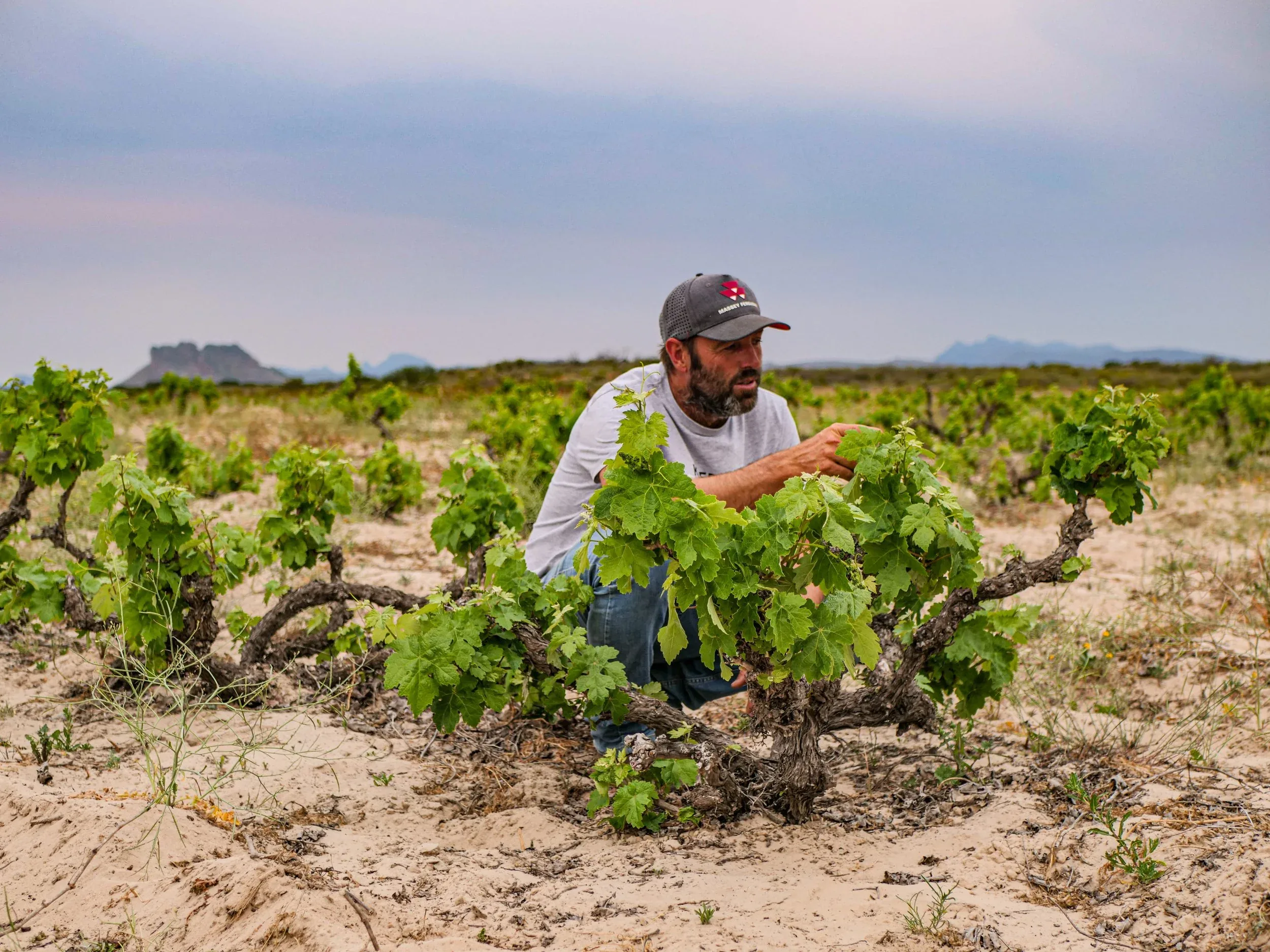 The Sadie Family Wines