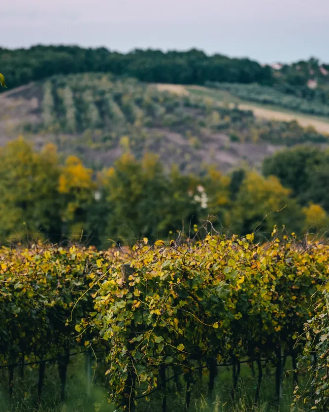 Torre dei Beati &mdash; verified Wine producer