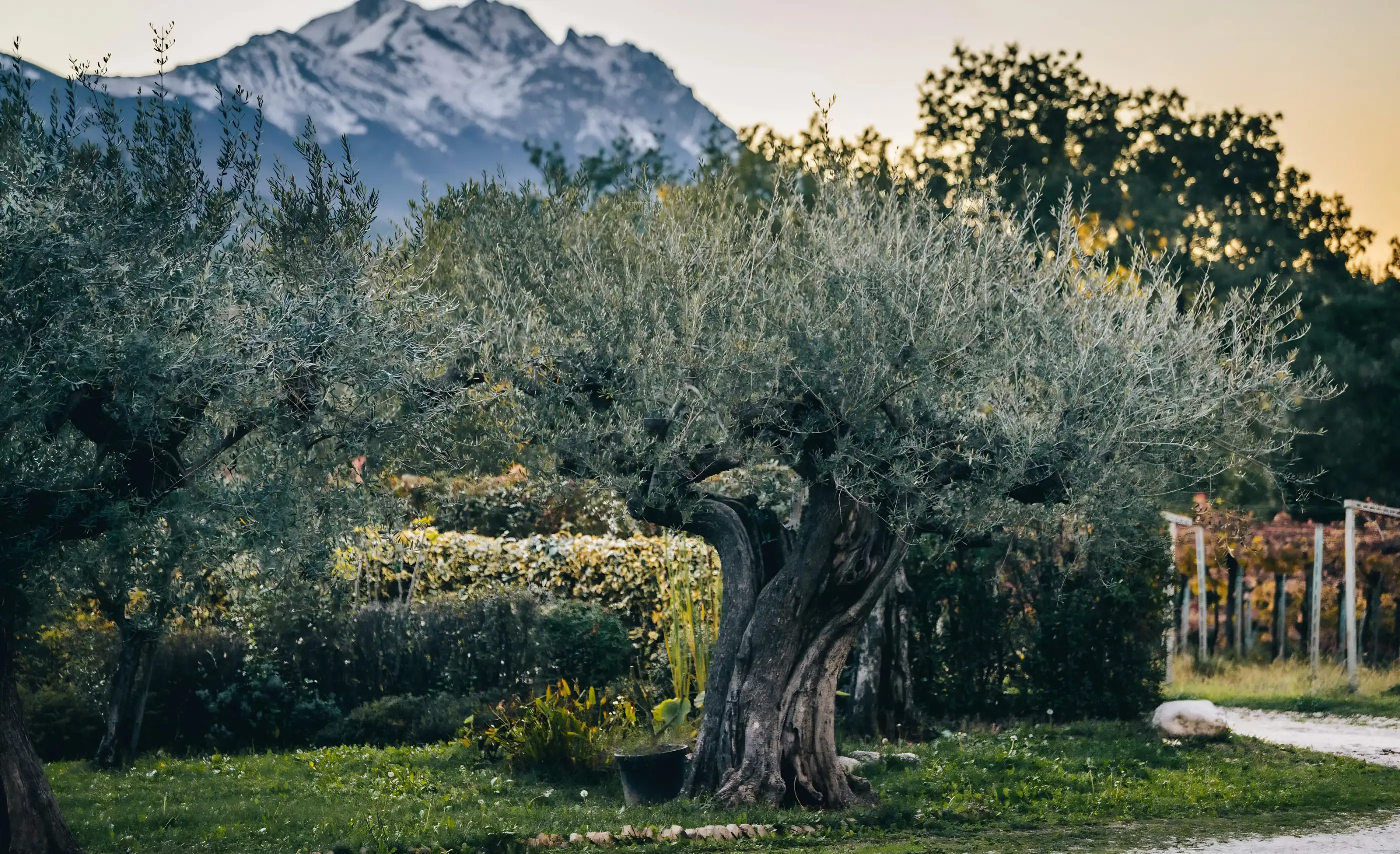 An old olive tree with a twisted trunk on a lawn at dusk, a snow-capped mountain behind and vine posts at the right edge
