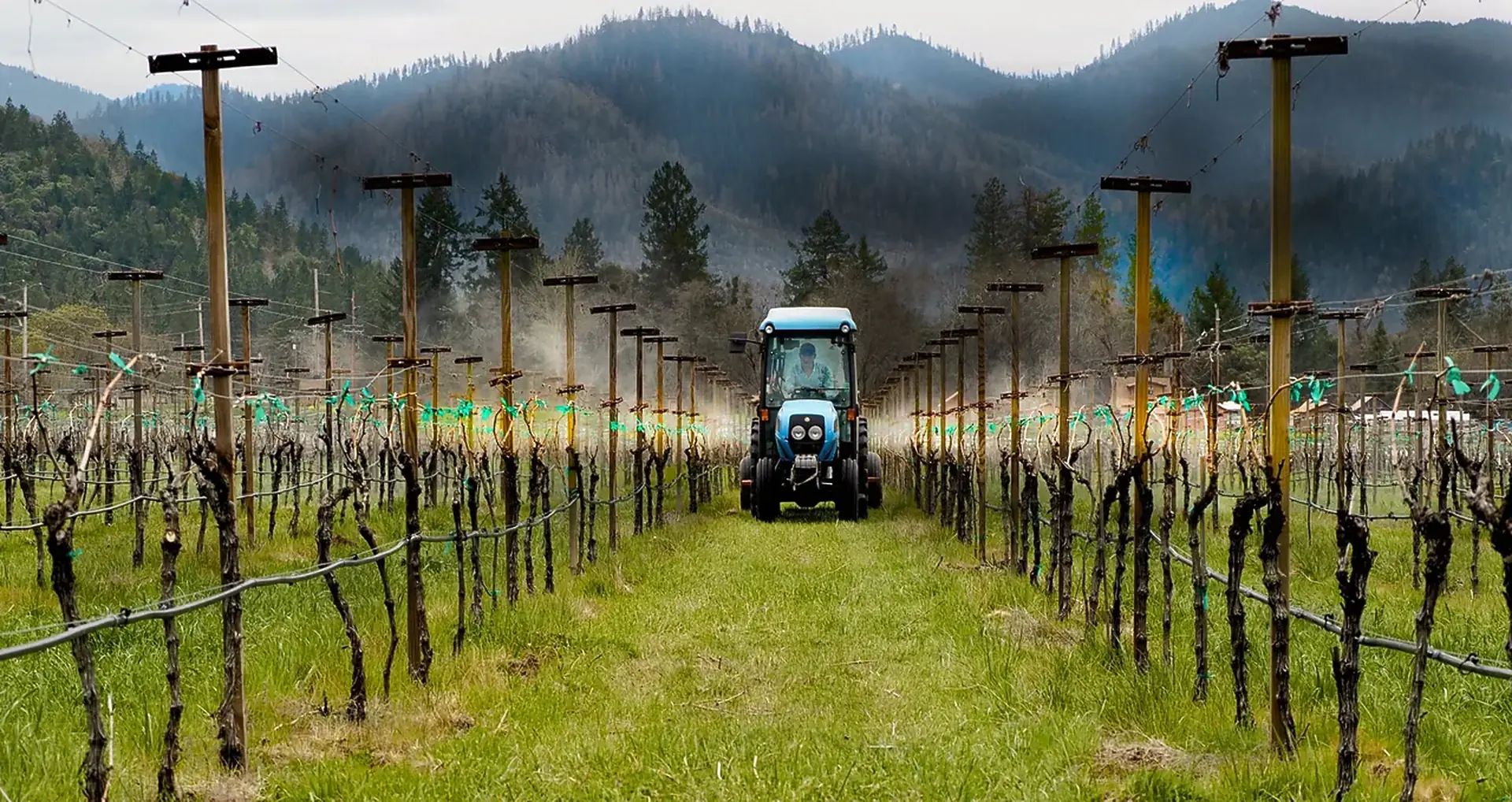 A blue tractor drives down a grassy alley between rows of bare, pruned vines on T-shaped posts, with forested mountains behind