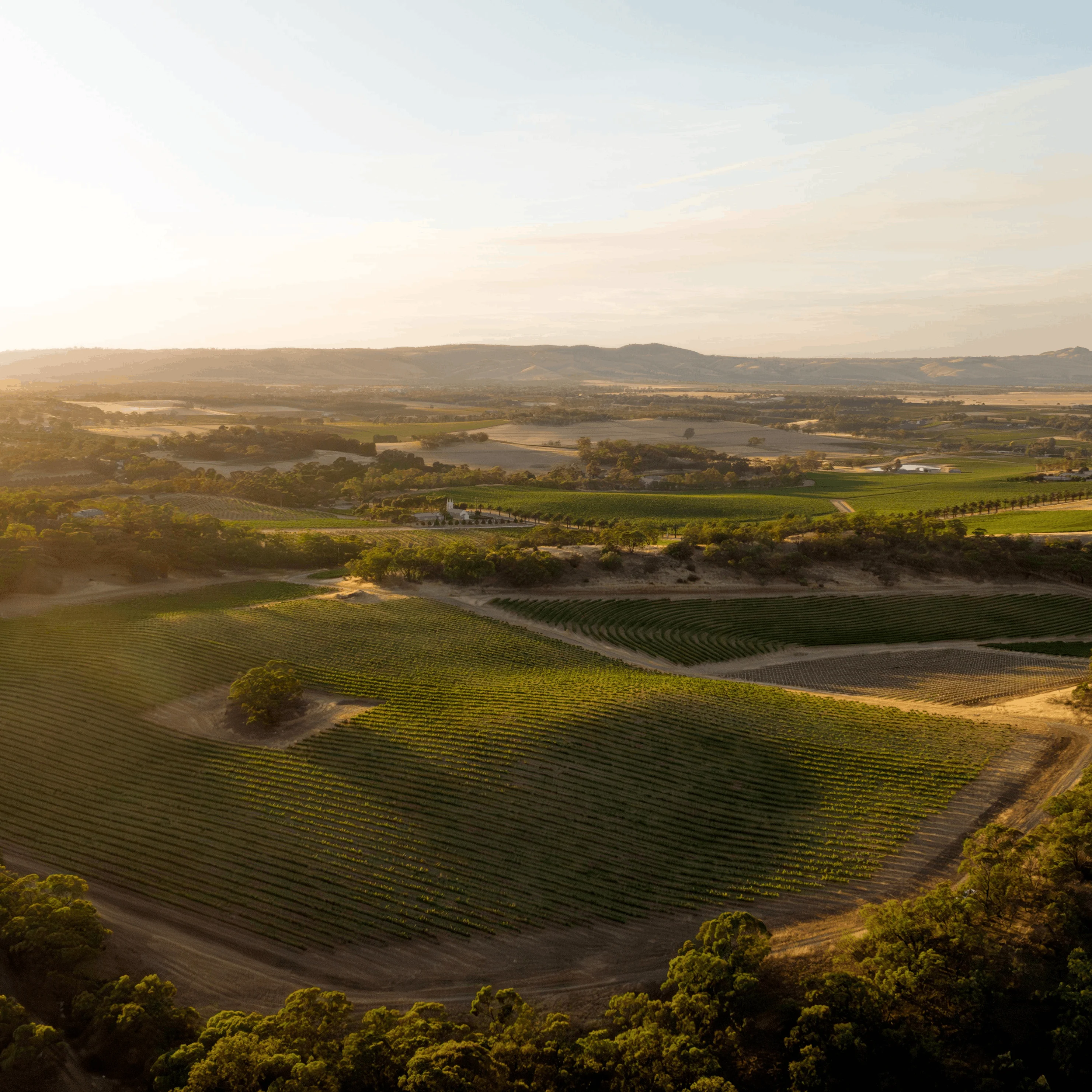 Aerial view at sunrise over a bowl of vine rows ringed by gum trees, with farmland, a white building and low hills across the valley
