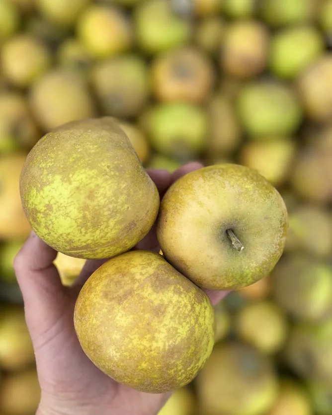 Twisted Hills Craft Cider &mdash; verified Cider producer