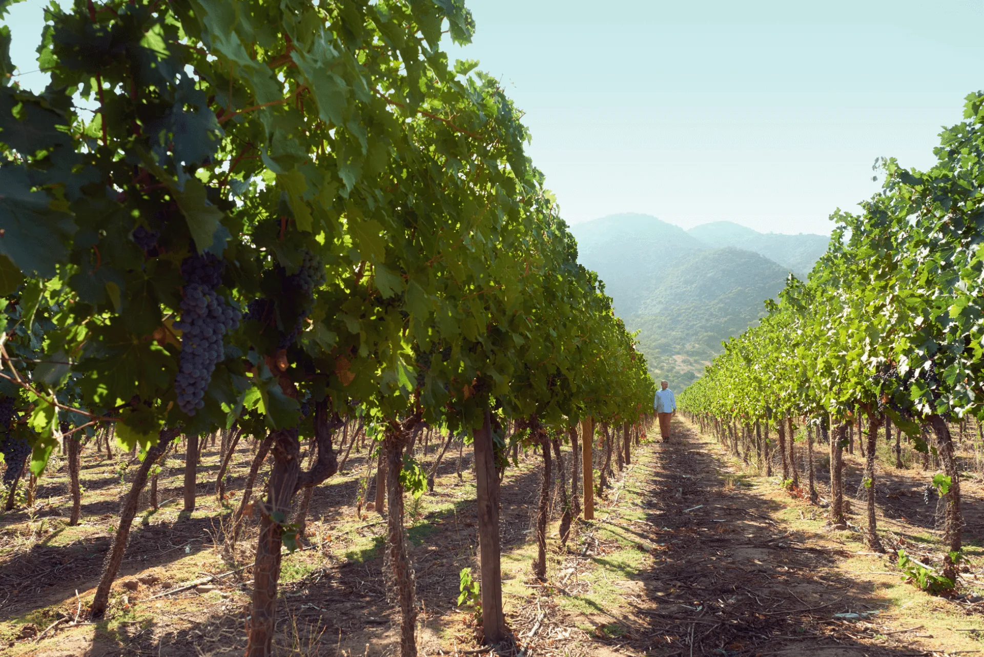Vine rows with bunches of dark grapes hanging at left, a person walking down the middle alley, and hazy mountains behind