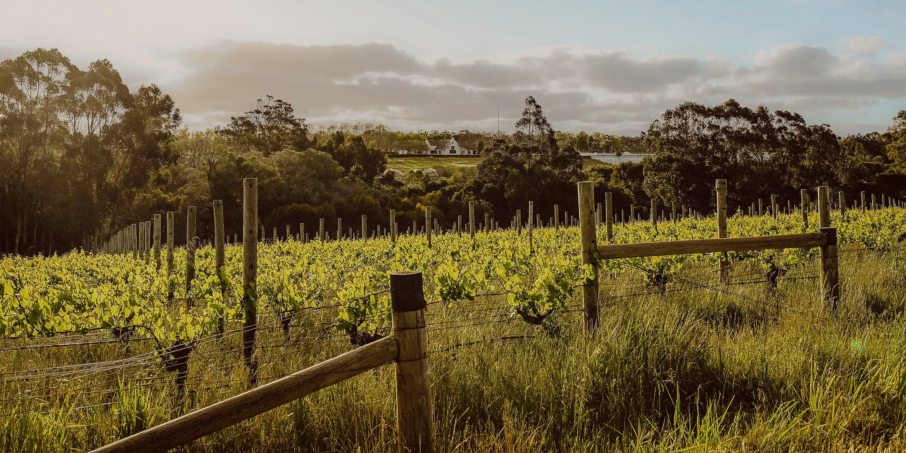 Young green vines behind a post-and-rail fence, with gum trees and a white building on a rise beyond, at Voyager Estate
