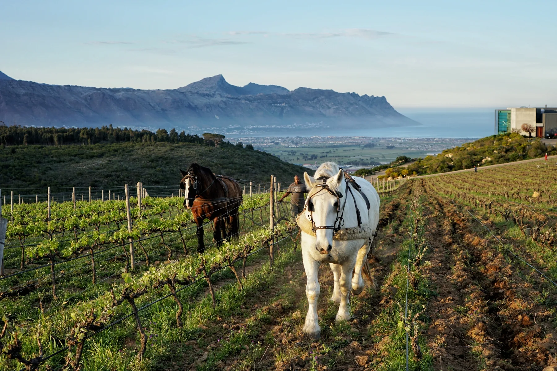 Waterkloof Wines