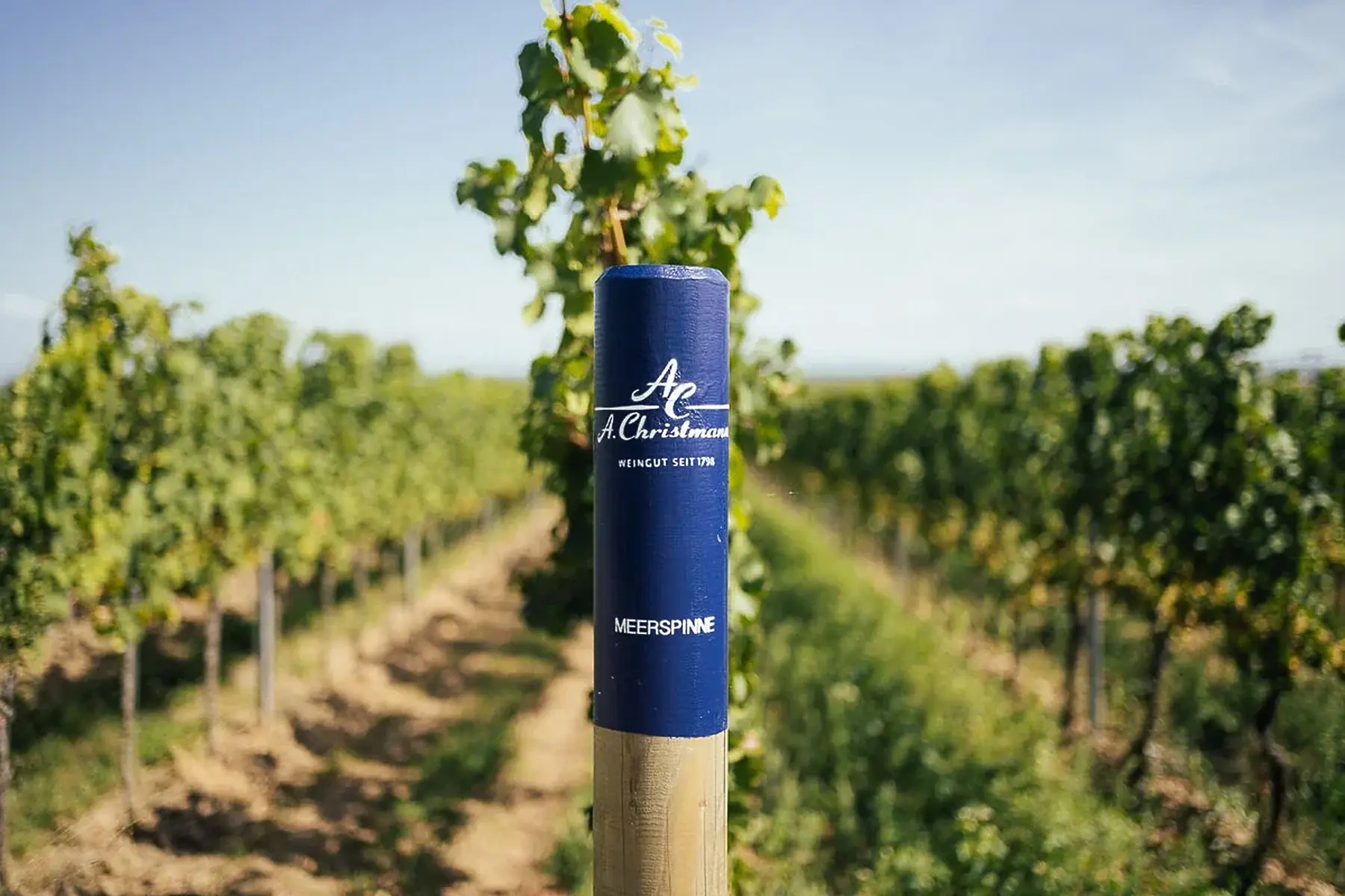 Blue marker post labelled A. Christmann and Meerspinne in a vineyard, with vine rows receding on either side