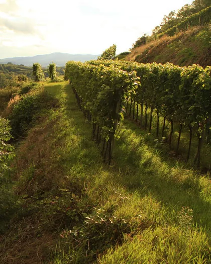 Weingut Bernhard Huber &mdash; verified Wine producer