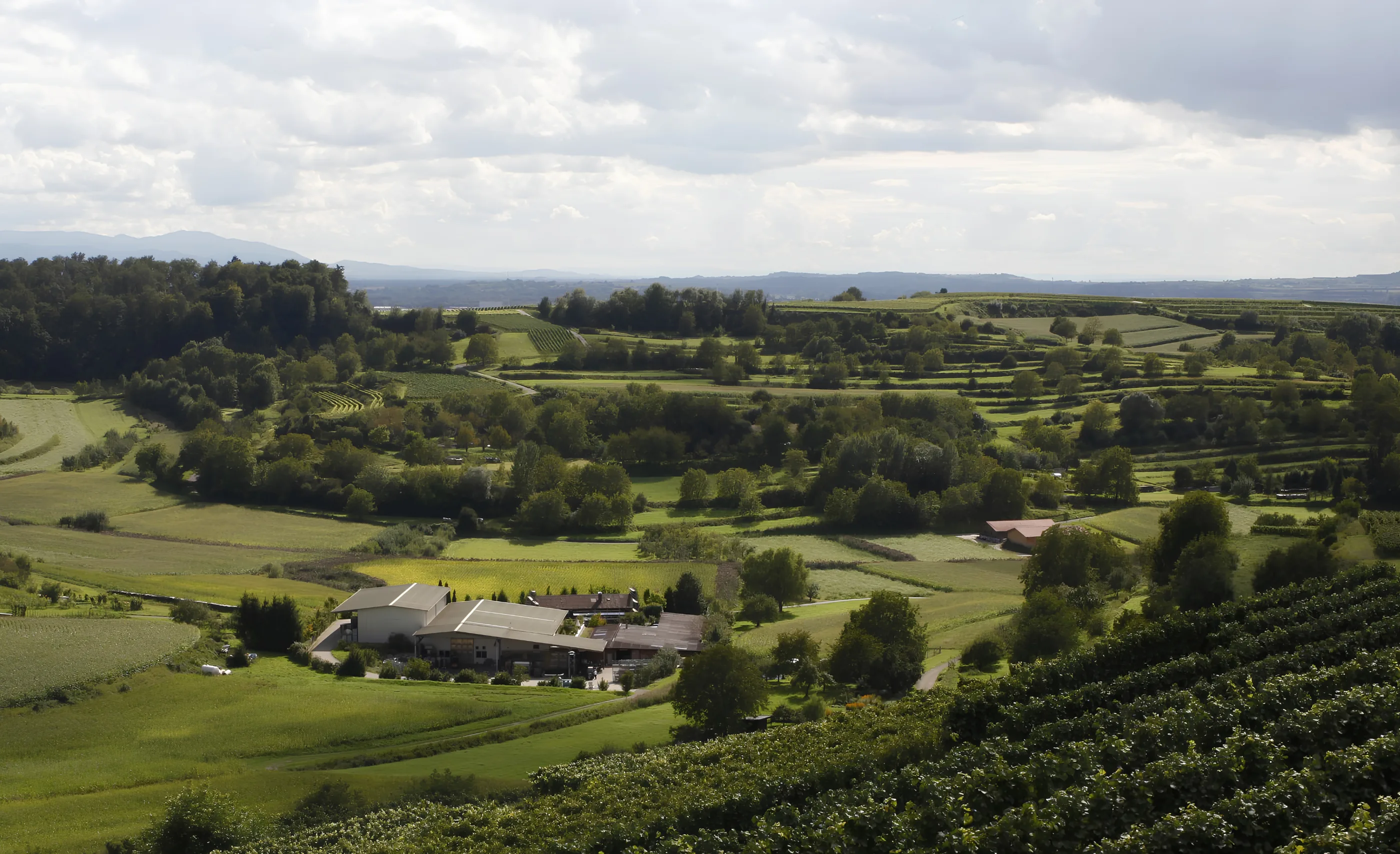 Green valley of vineyards, meadows and woodland with a farmstead in the middle distance and hills on the horizon