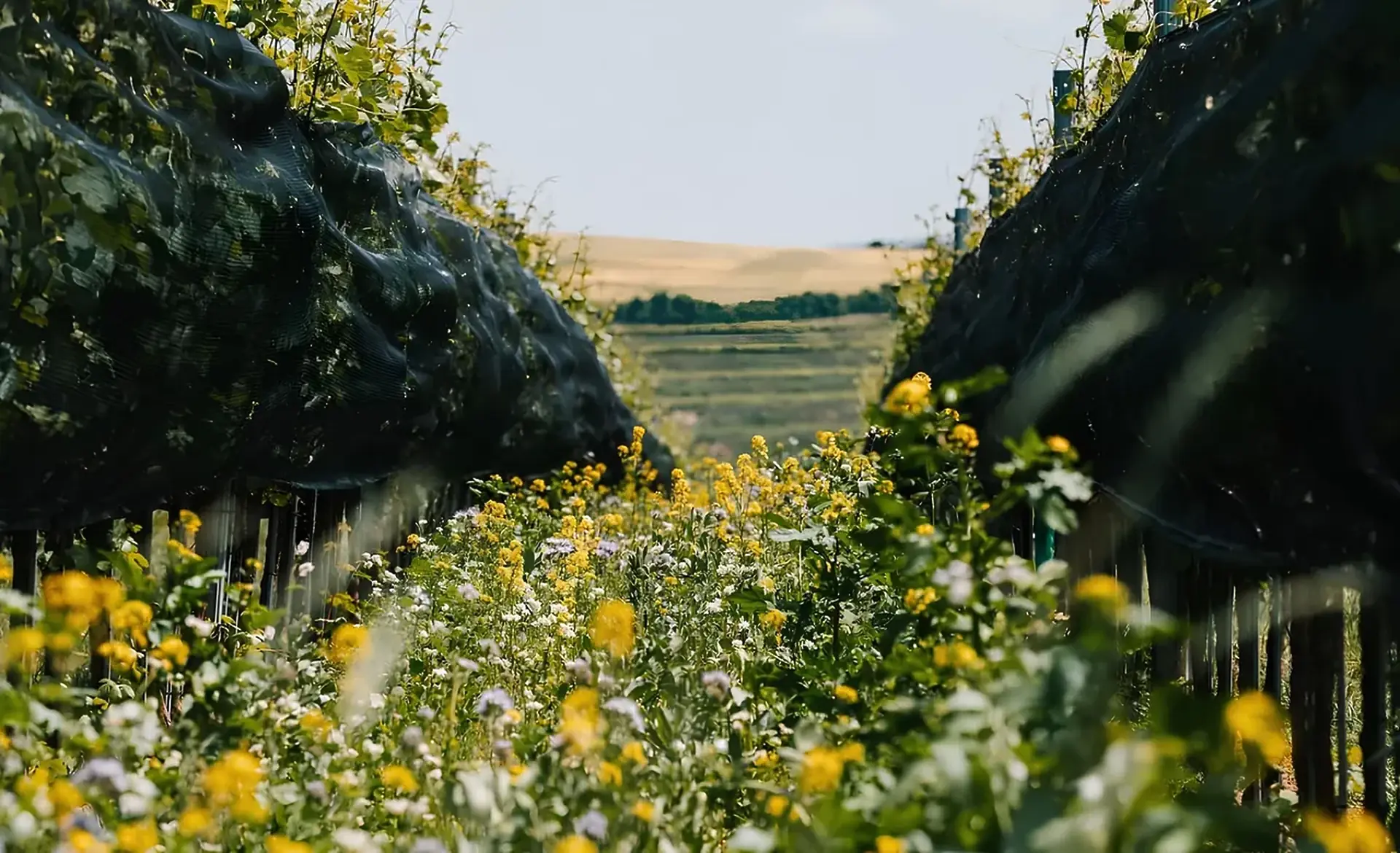 Yellow and white wildflowers growing between two vine rows covered in dark netting, with a dry golden hillside beyond