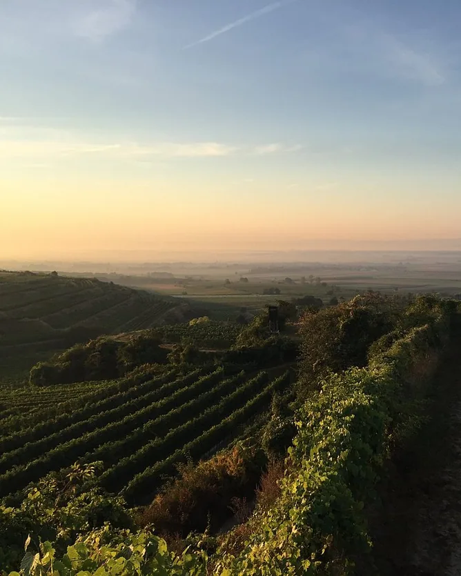 Weingut Bernhard Ott &mdash; verified Wine producer
