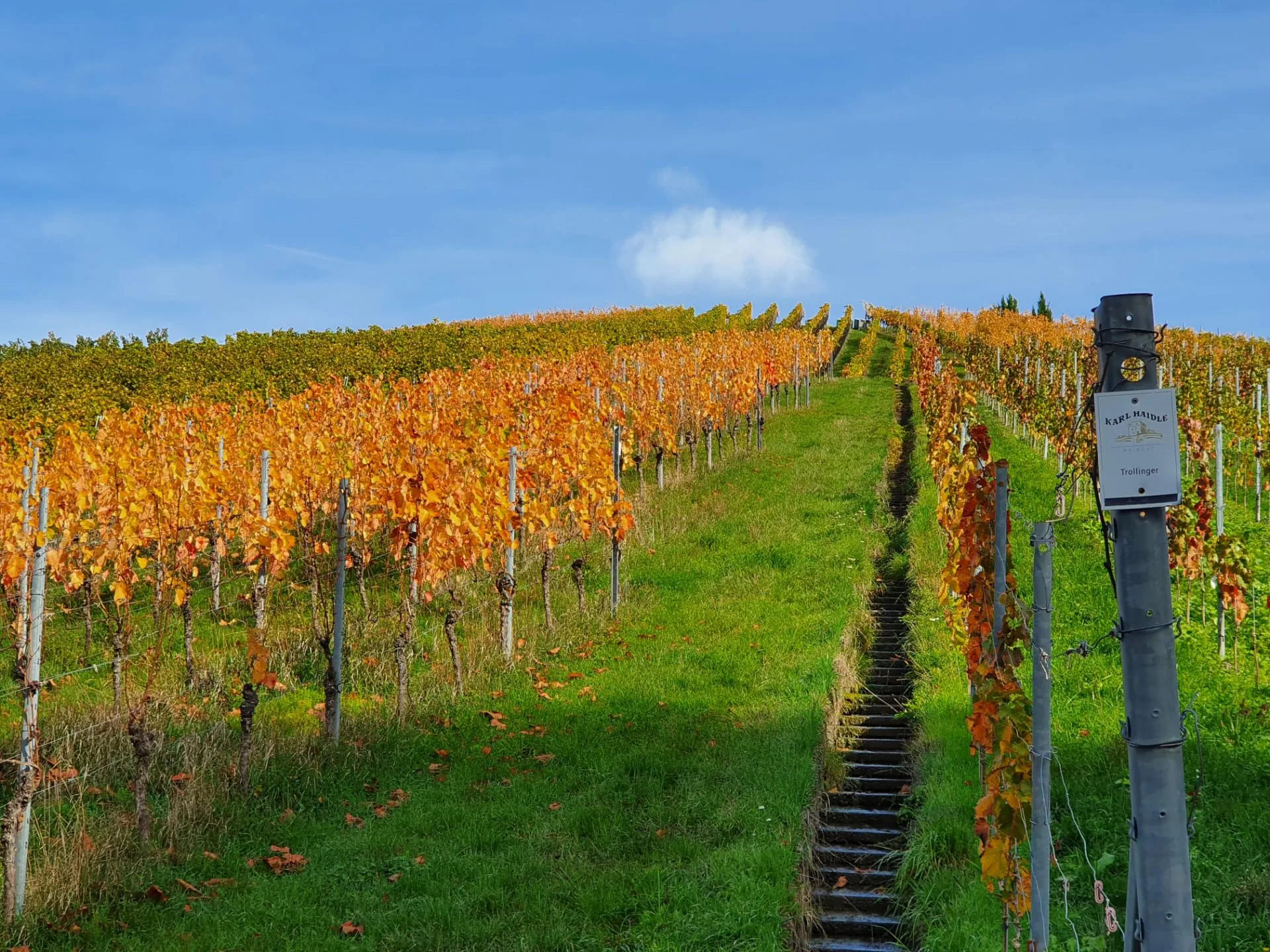 Vine rows in orange autumn leaf on a grassy hillside with a narrow flight of steps and a marker post, in Stetten im Remstal