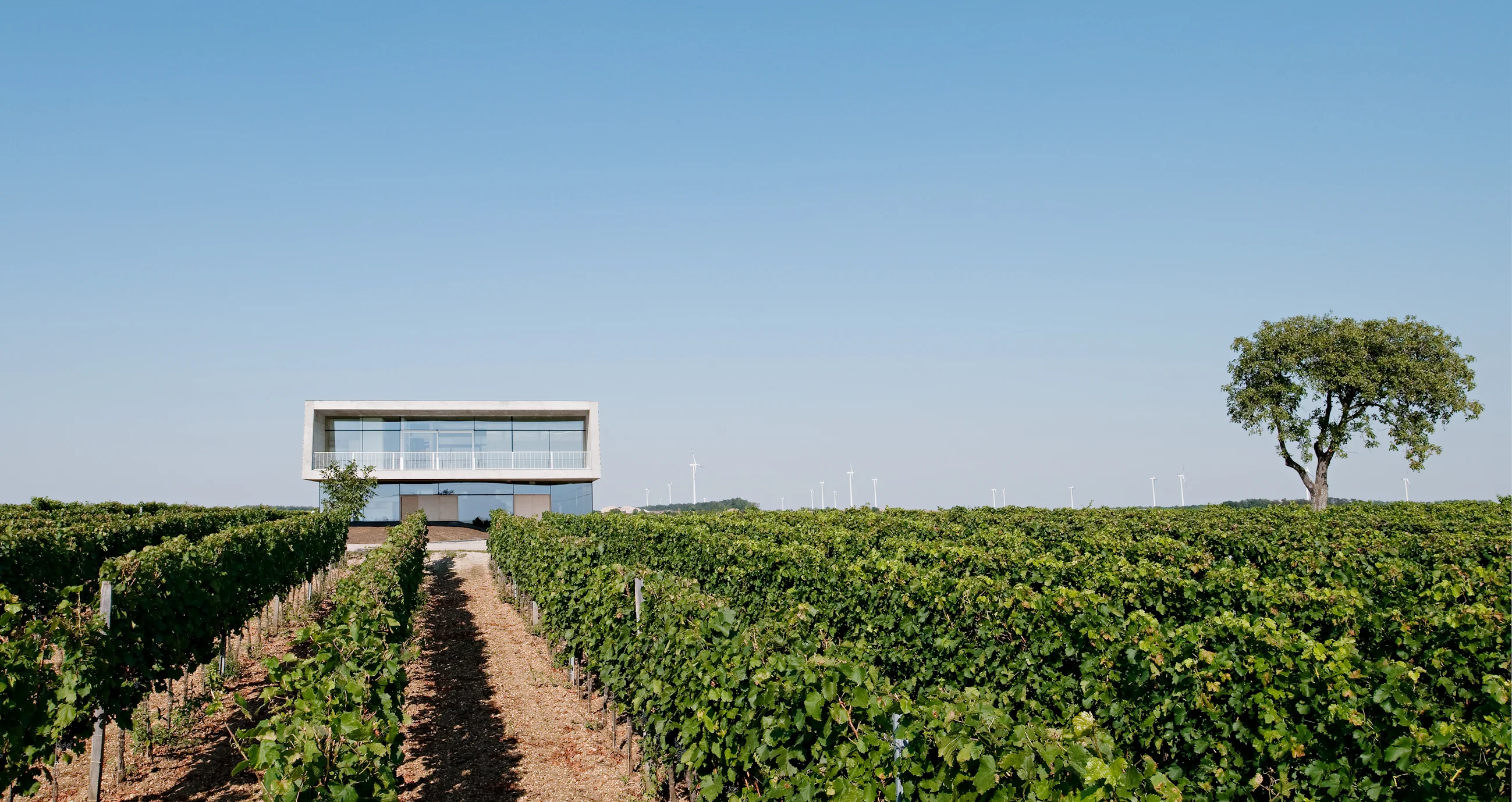 Concrete-and-glass pavilion at Weingut Claus Preisinger beyond green vine rows, with a lone tree and distant wind turbines