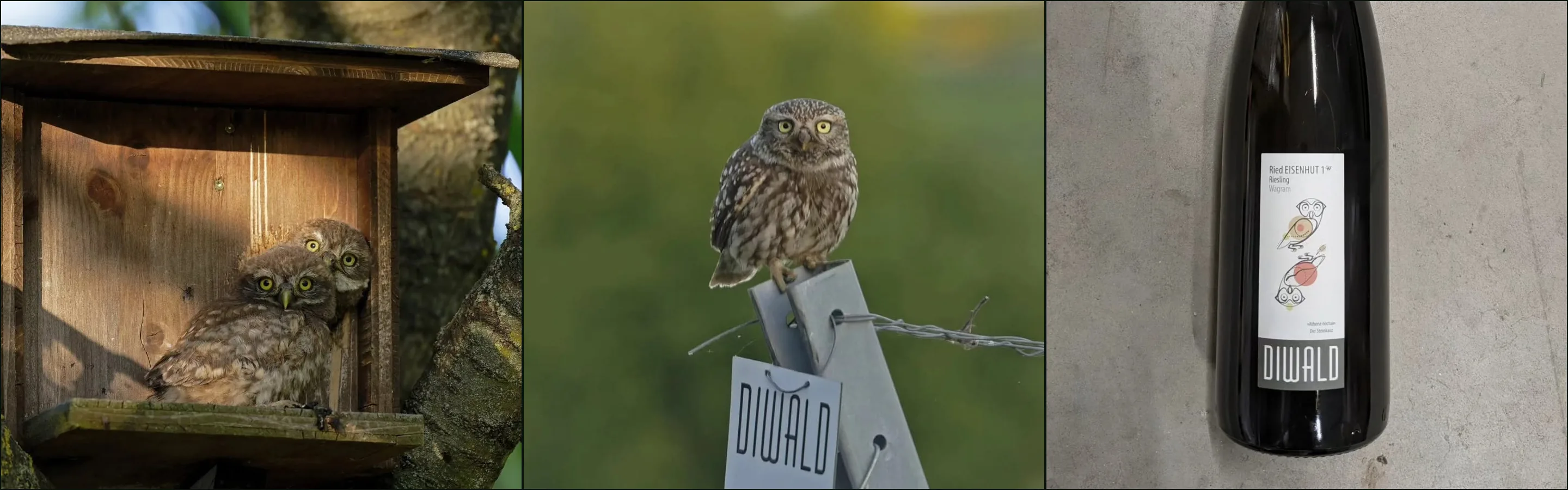 Three photographs: two little owls in a wooden nest box, a little owl on a vineyard post tagged Diwald, a Diwald Riesling bottle