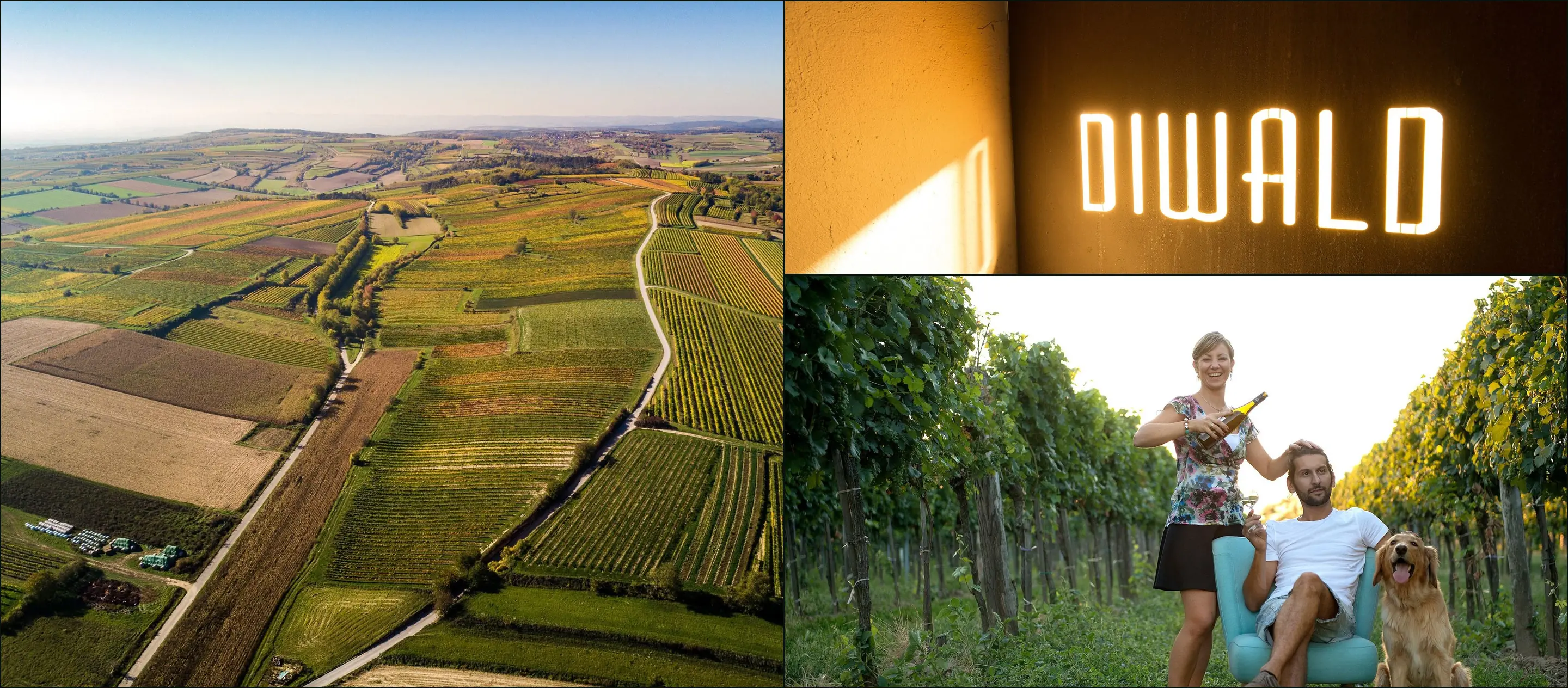Three photographs: aerial of patchwork farmland and vineyards, a lit DIWALD sign, a couple with a golden retriever in vines