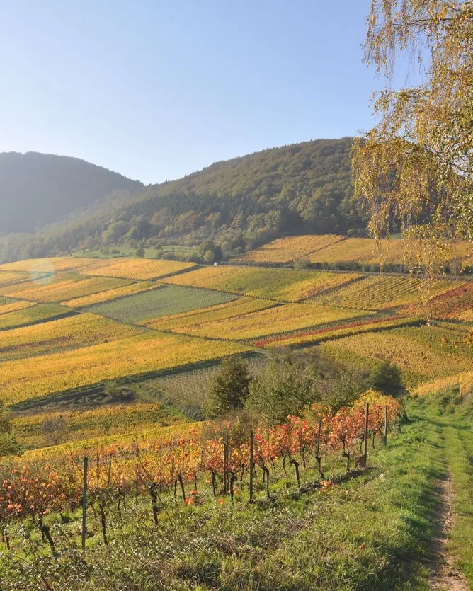 Weingut Dr. Wehrheim &mdash; verified Wine producer