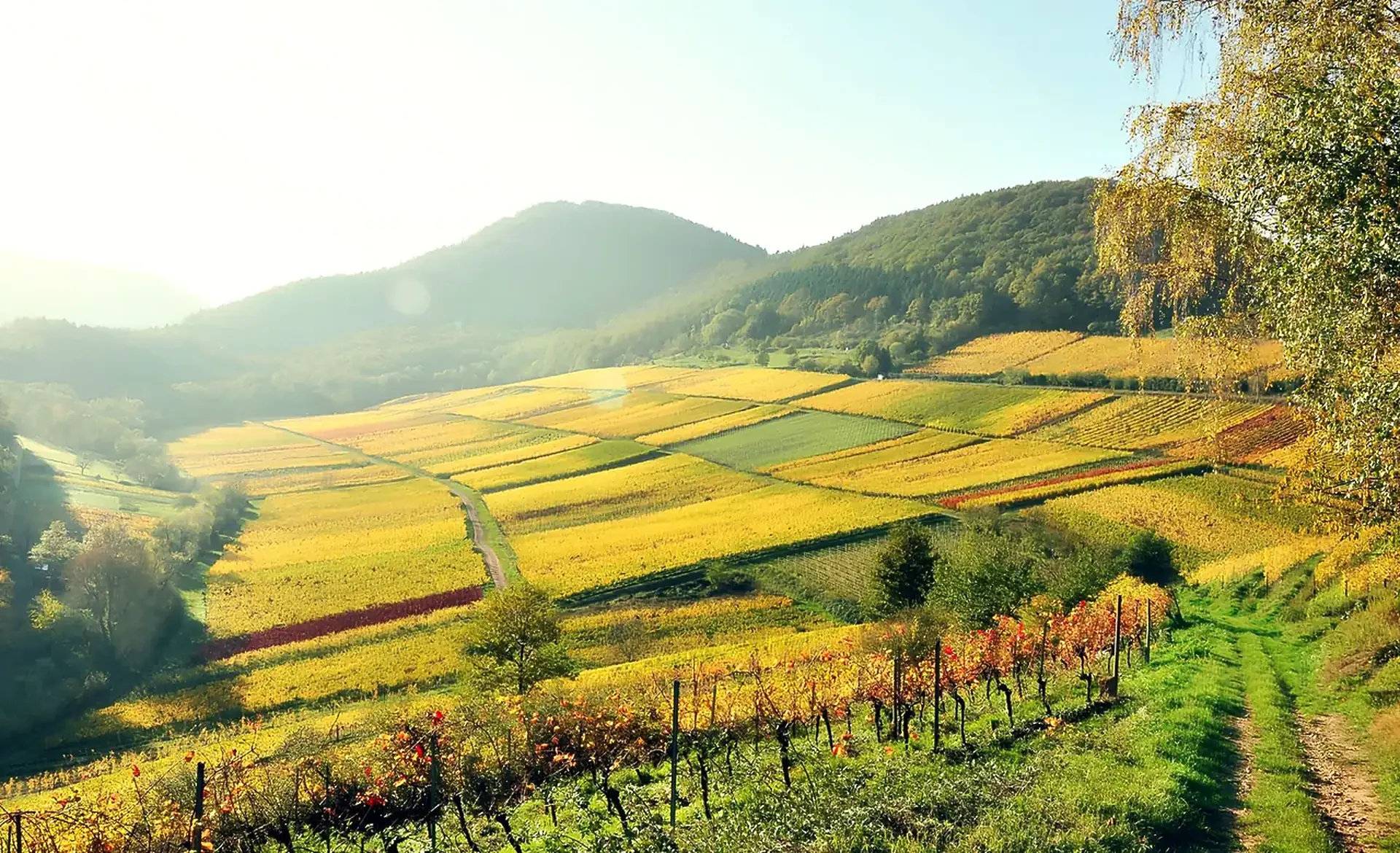 Vineyard blocks in yellow and red autumn leaf on a hillside, with wooded hills behind and a grass track at right