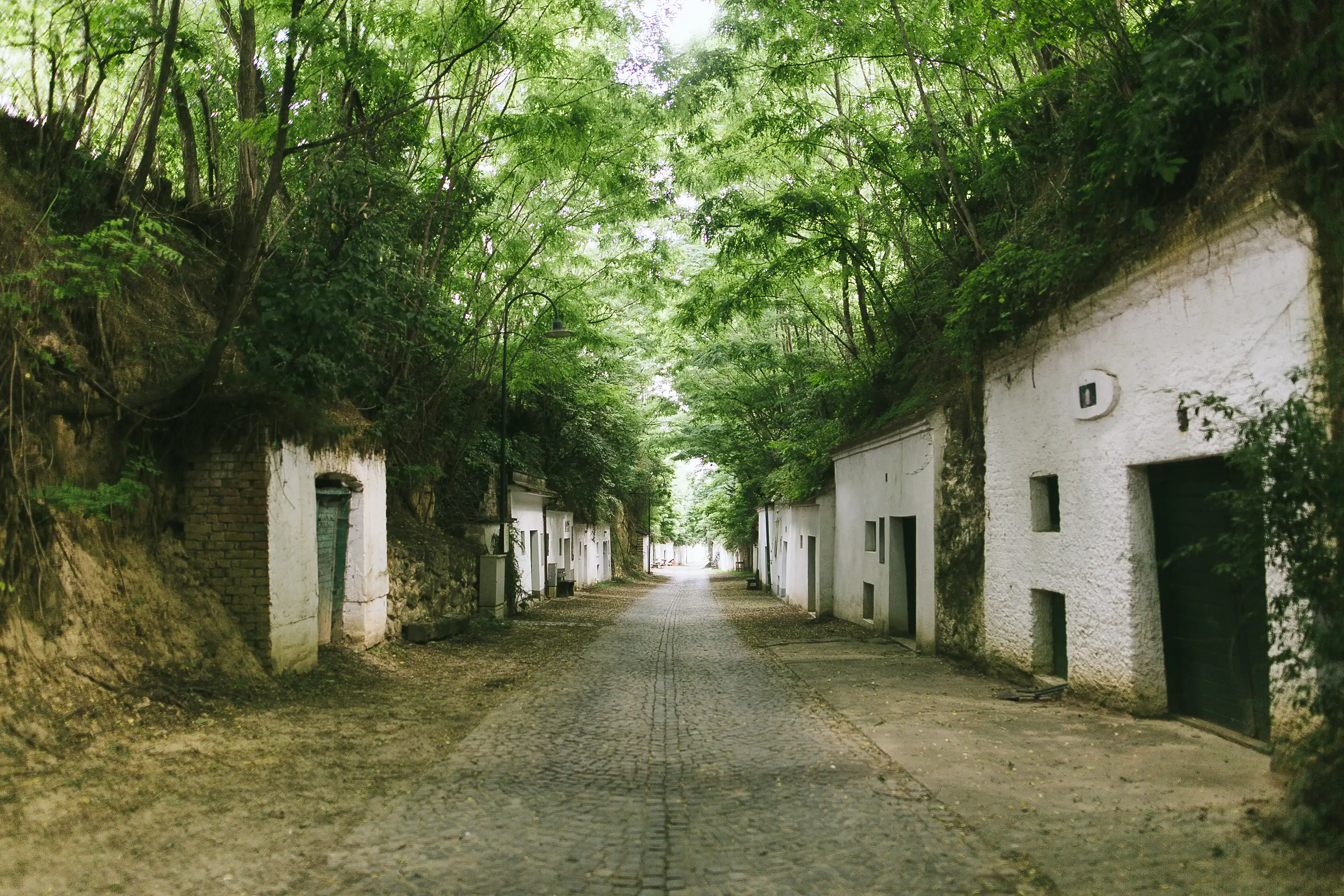 Cobbled lane of whitewashed cellar houses set into a wooded bank, under a canopy of acacia trees
