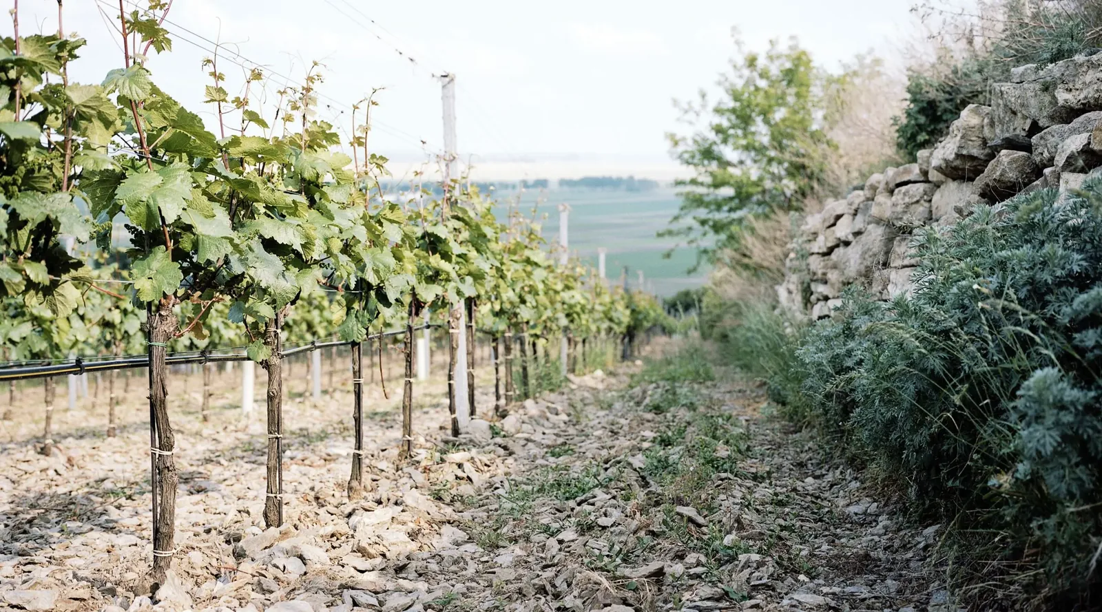 Weingut Hans & Anita Nittnaus