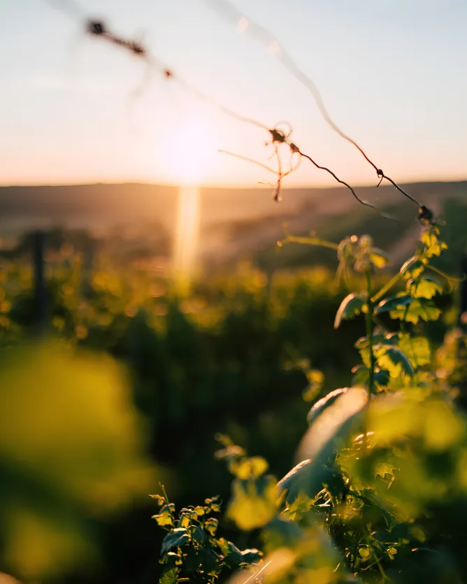 Weingut Hans & Anita Nittnaus &mdash; verified Wine producer