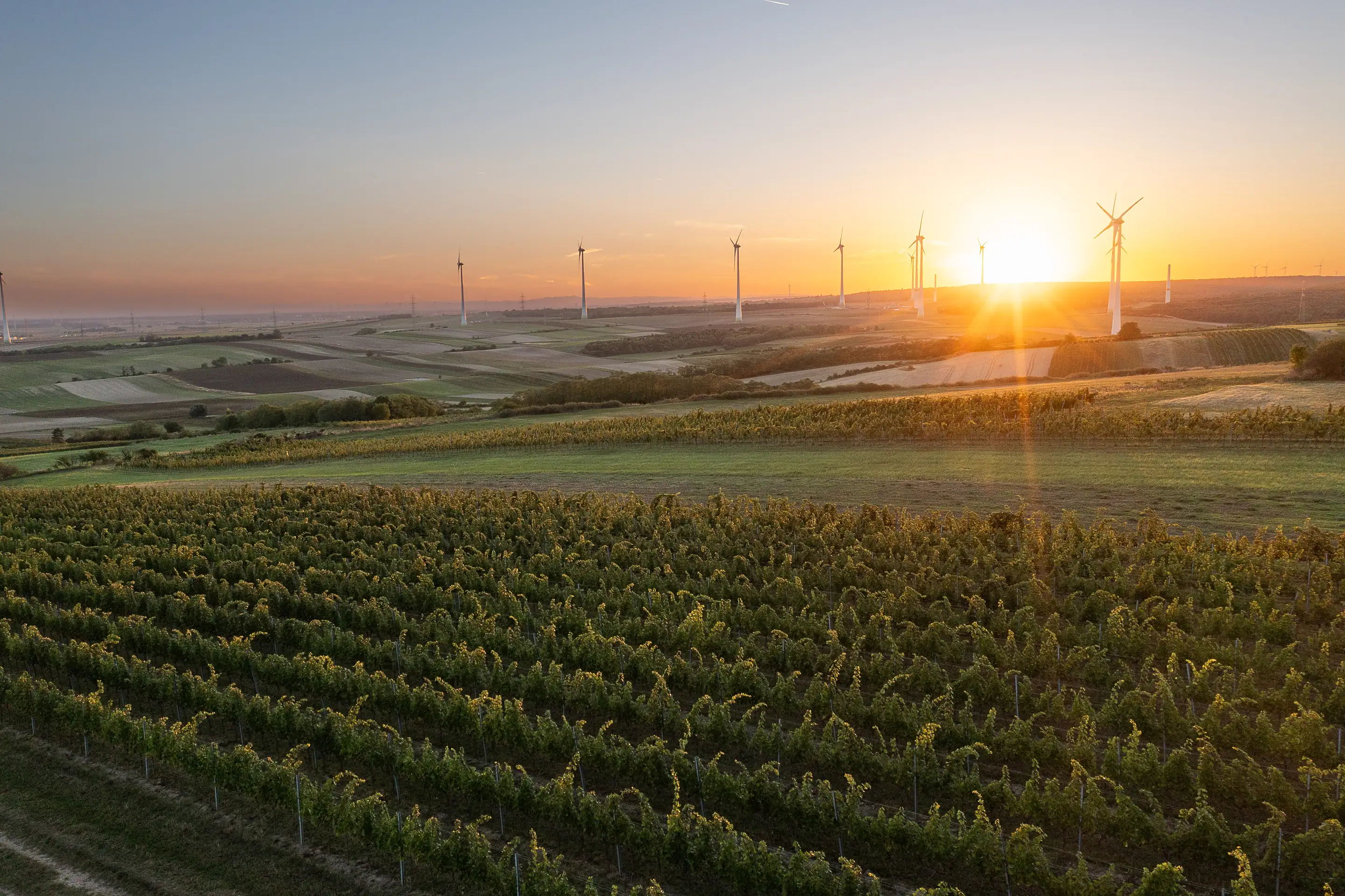 Aerial view of the Zillinger vineyards at Ebenthal at sunset, with wind turbines along the horizon over farmland