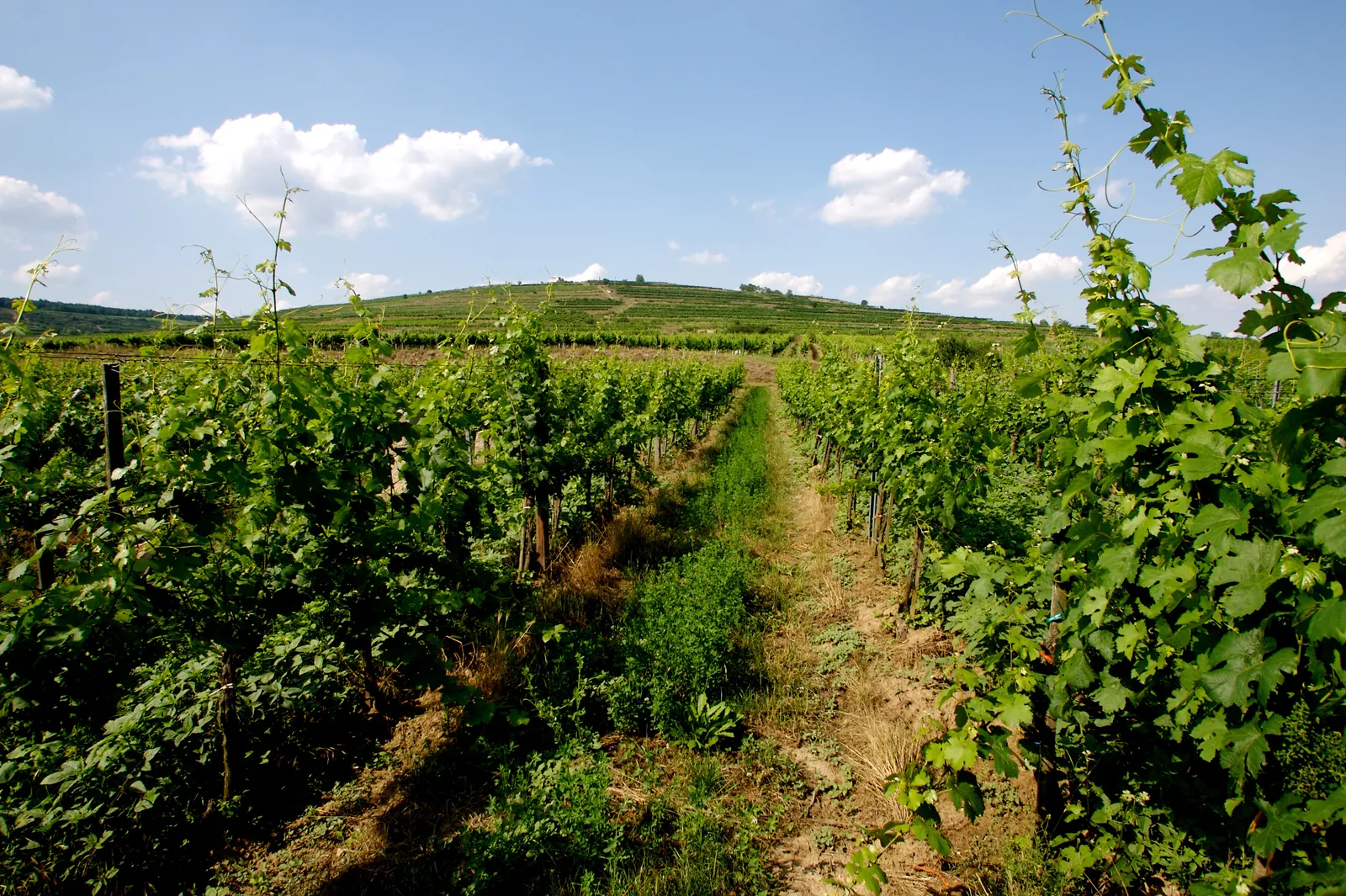 Weingut Hirsch