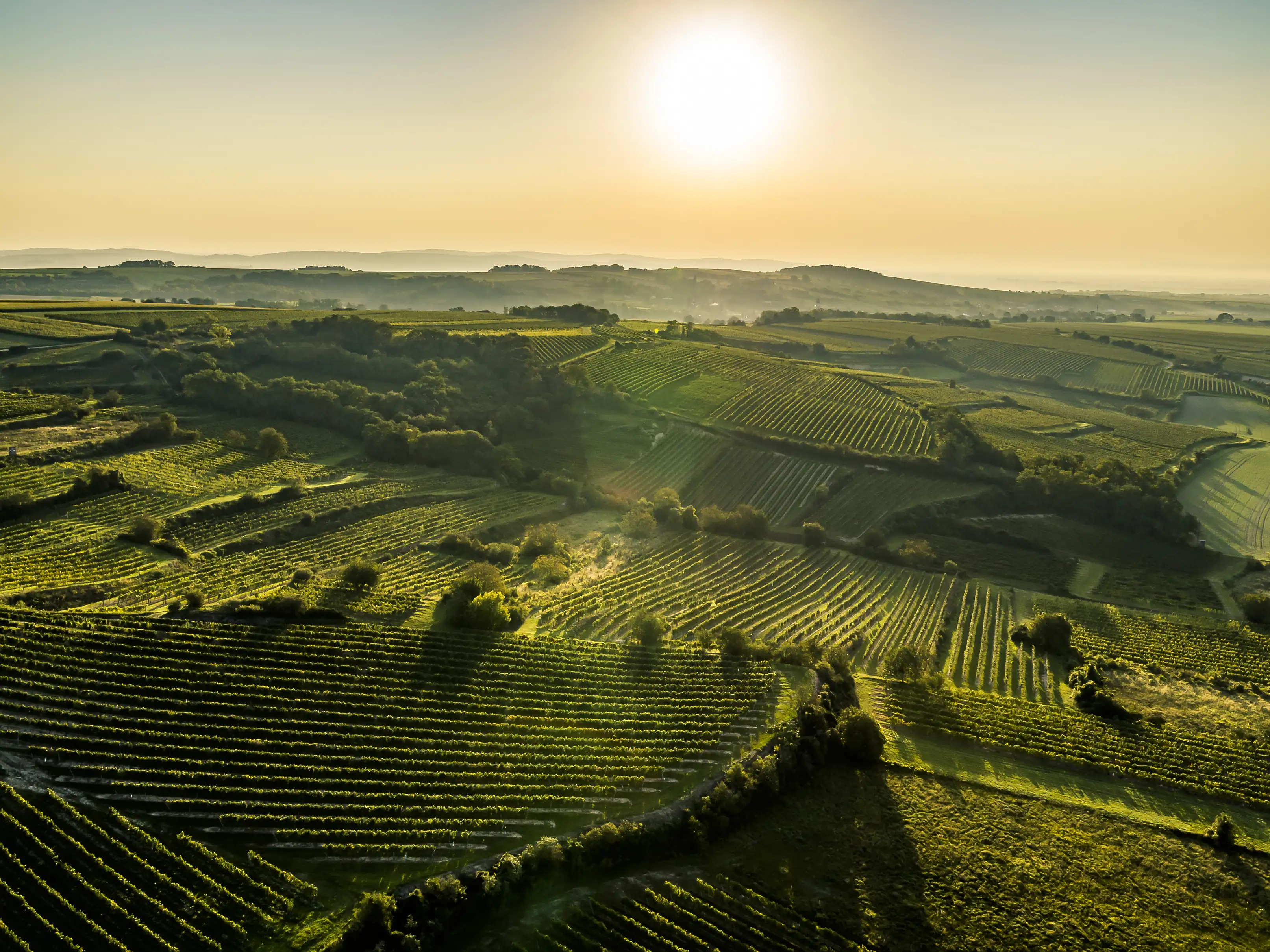 Aerial view of vineyard blocks and hedgerows on rolling hills, with the low sun above a hazy horizon