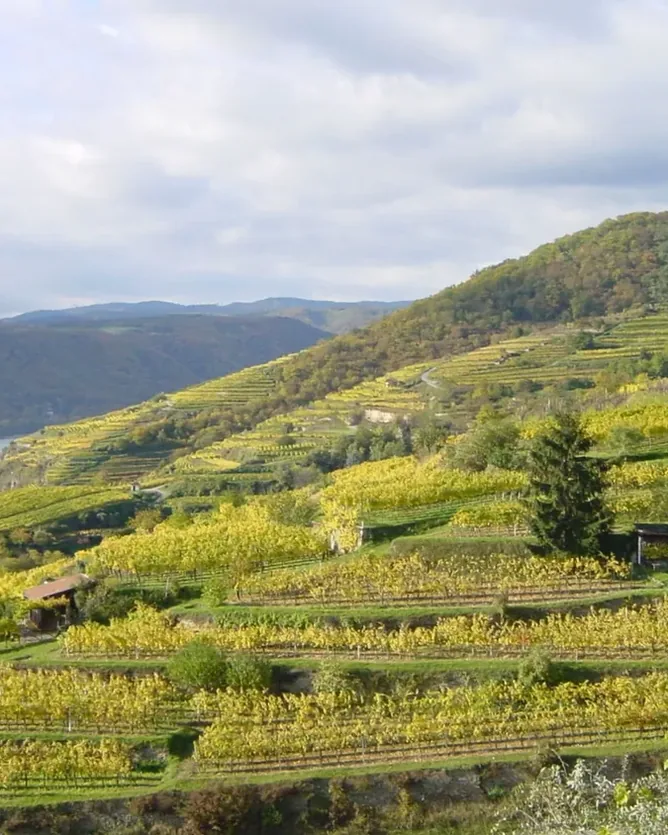 Weingut Nikolaihof