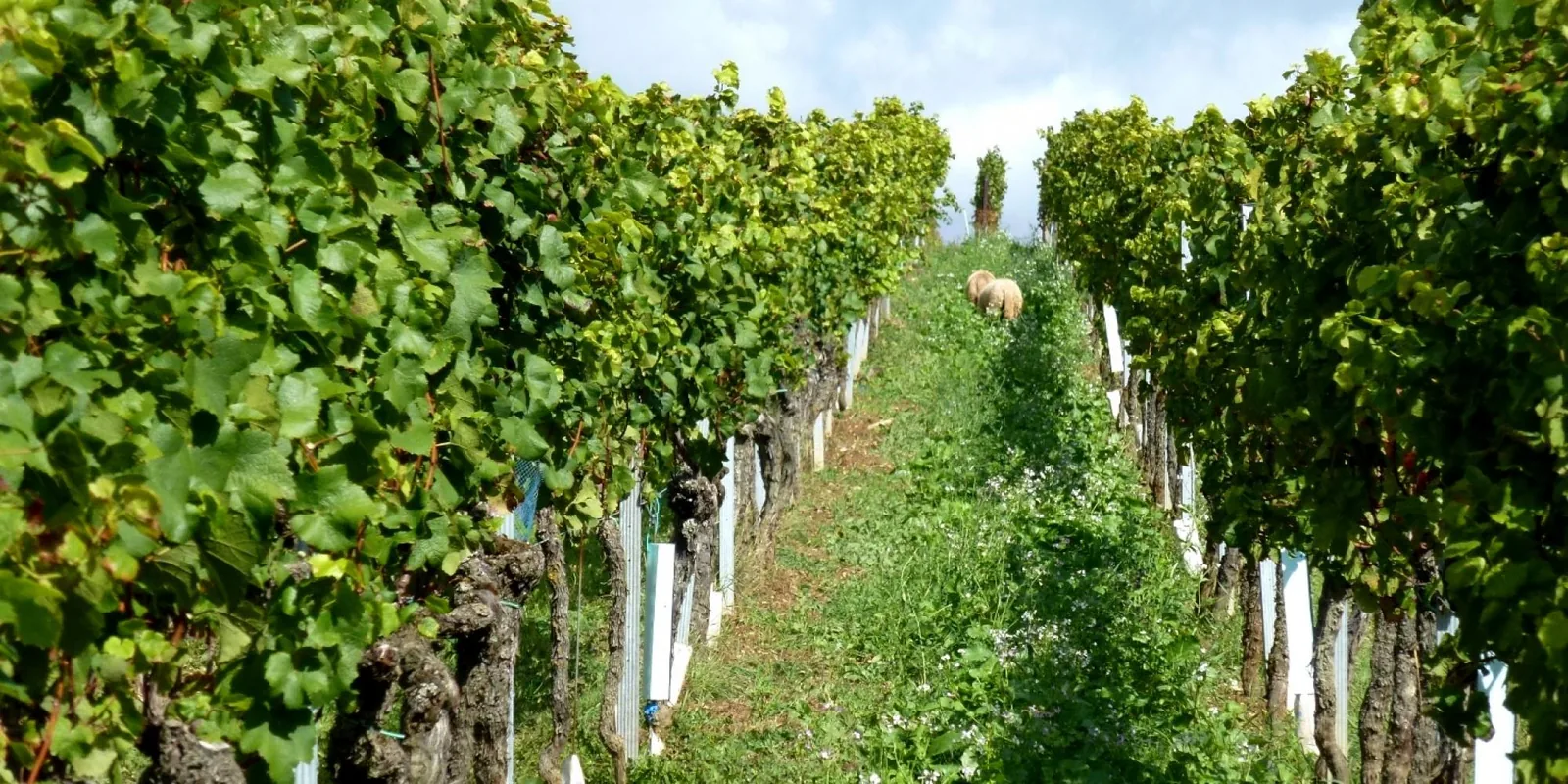 Weingut Ökonomierat Rebholz